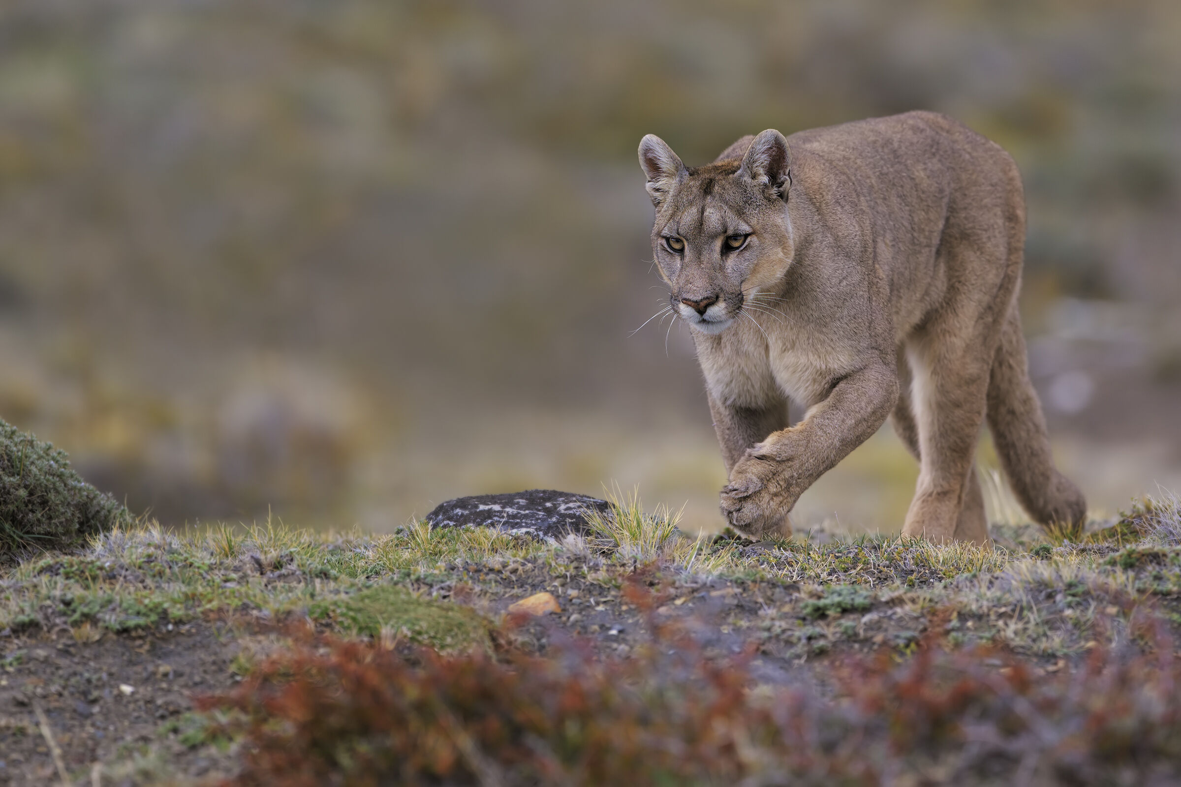 Dynasties Puma