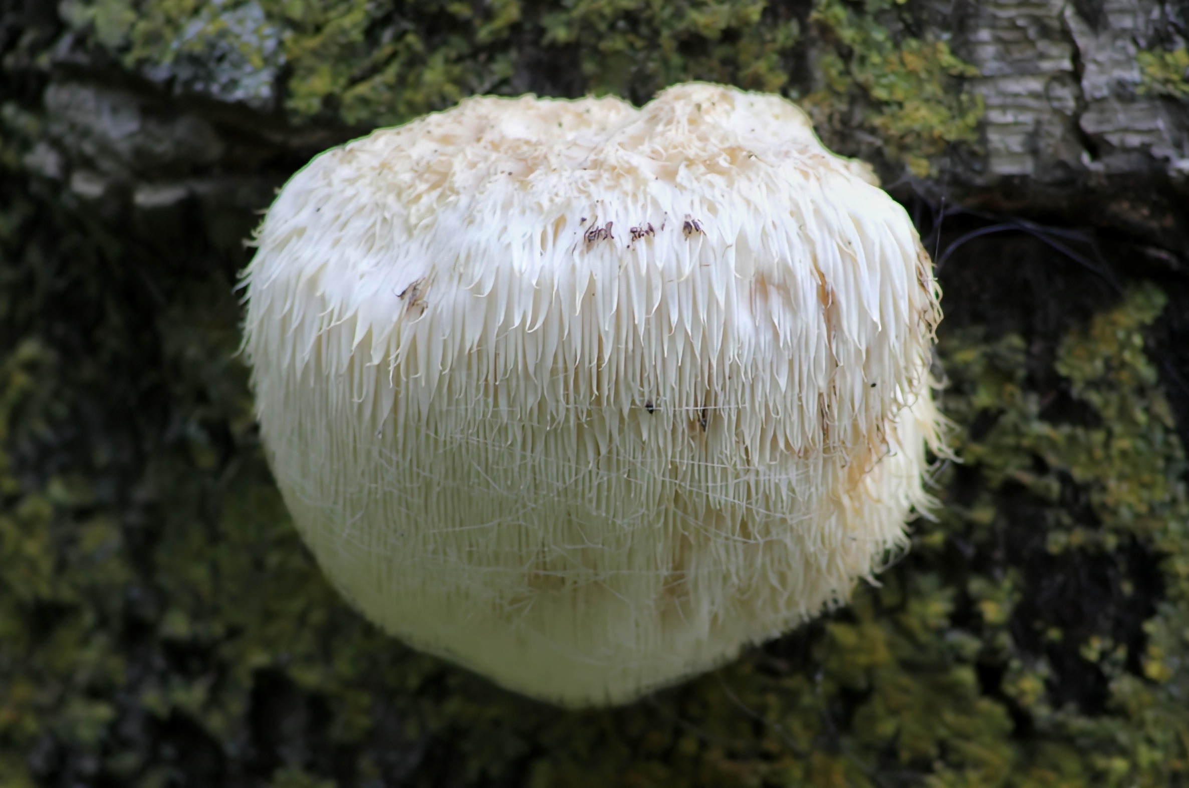 The very rare Hericium erinaceus.