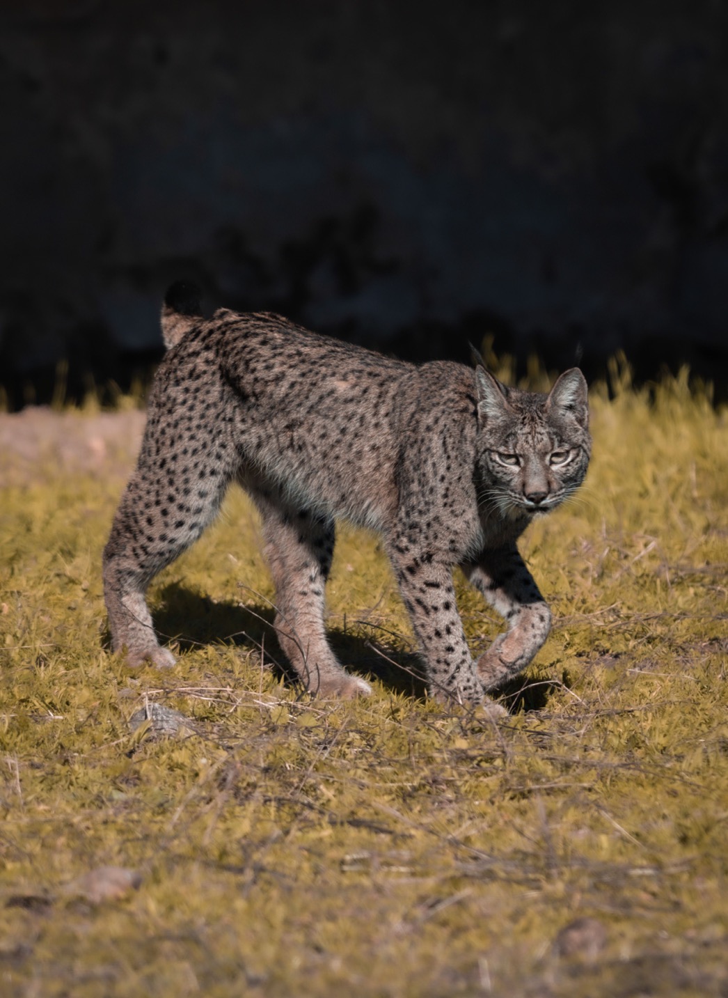Lynx Pardina