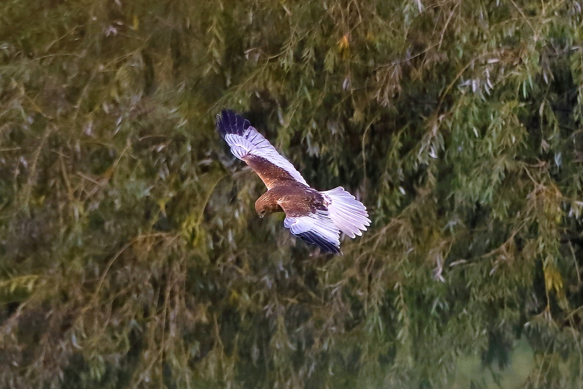 Falco di palude 12-10-2022