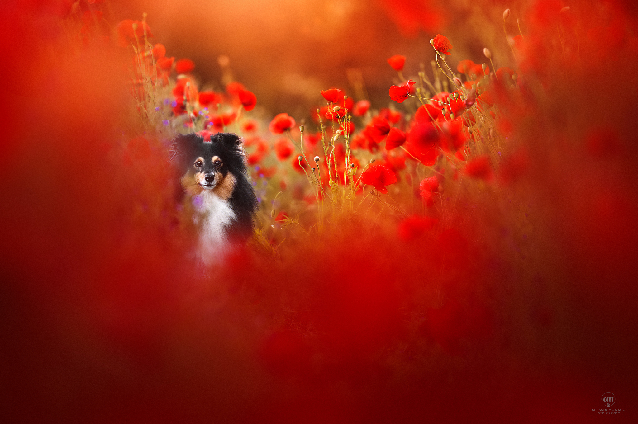 Fillory shelties in poppies