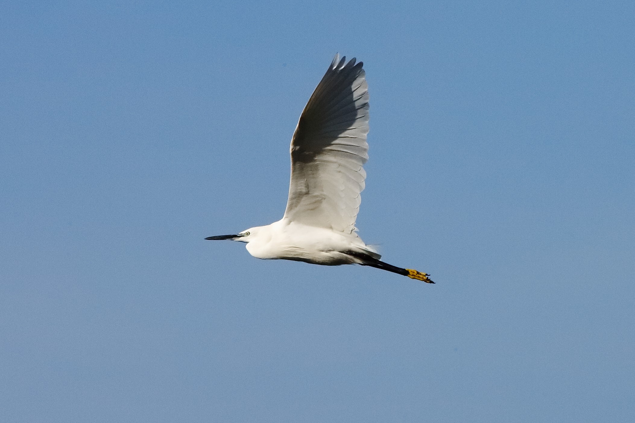 Garzetta 29 ottobre 2022