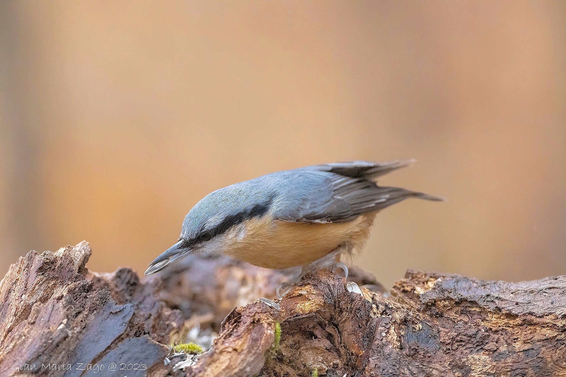 Wood nuthatch
