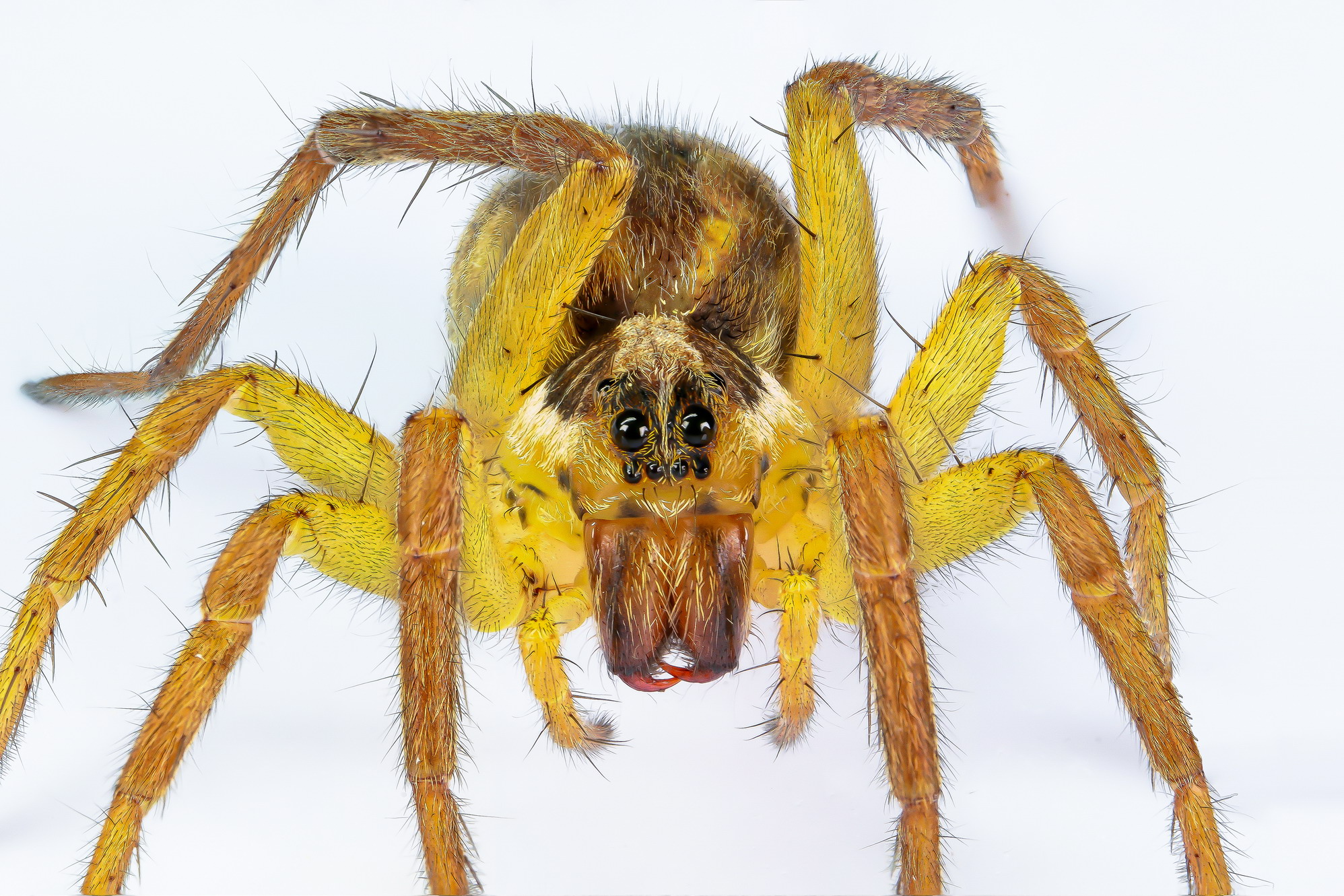 Hogna radiata (giovane)