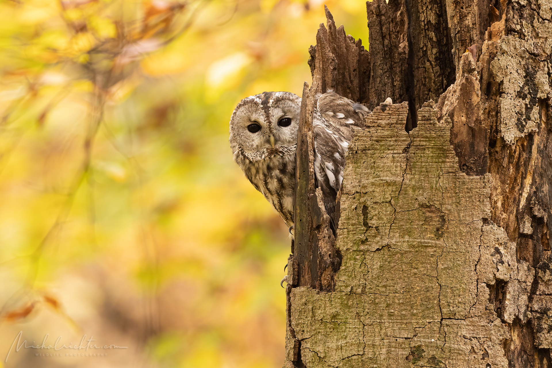 Strix aluco (Allocco)