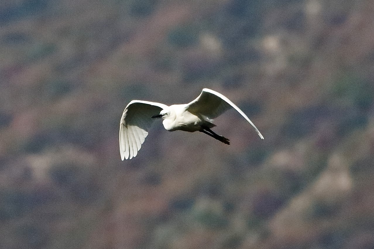 Garzetta 29 ottobre 2022