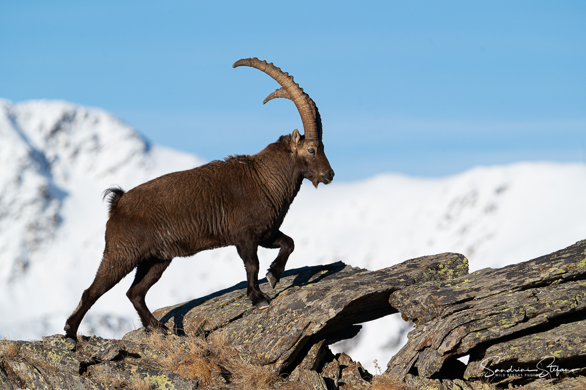 Ibex