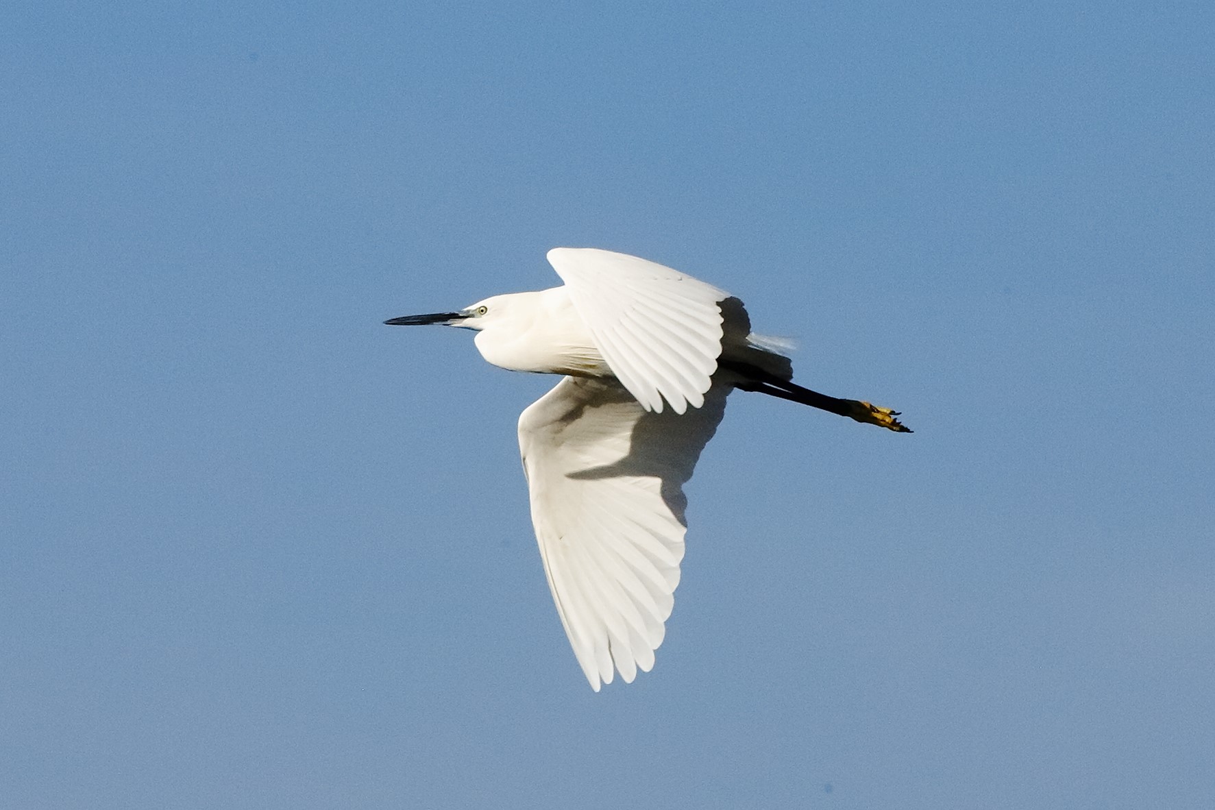 Garzetta 29 ottobre 2022