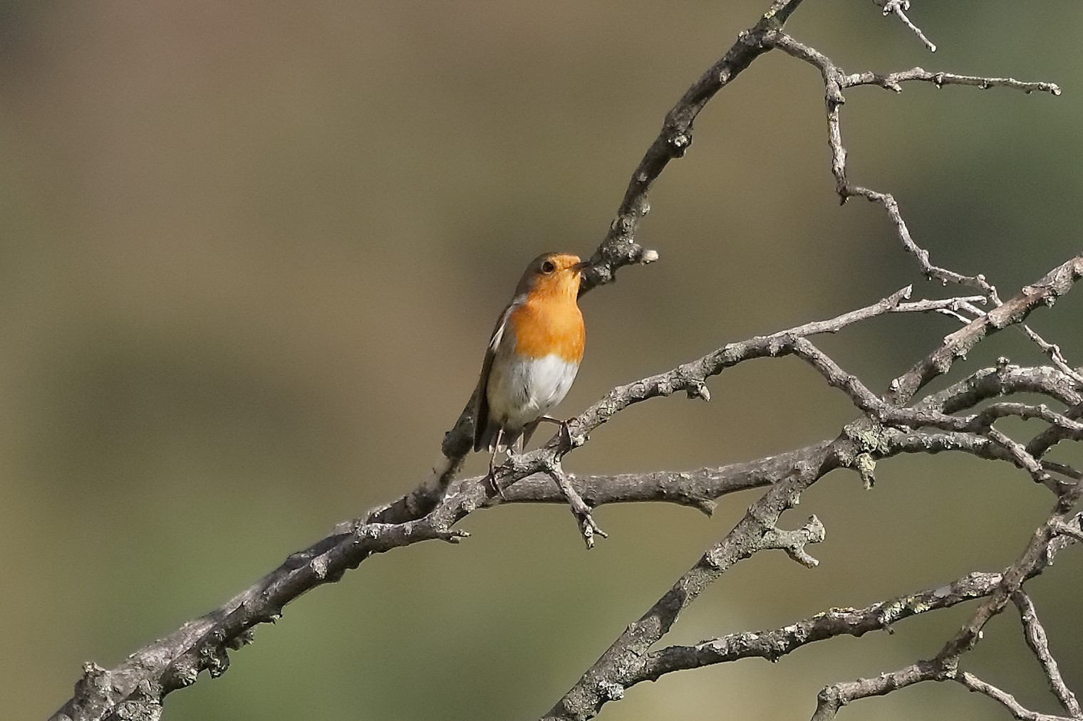 Pettirosso 28 ottobre 2022