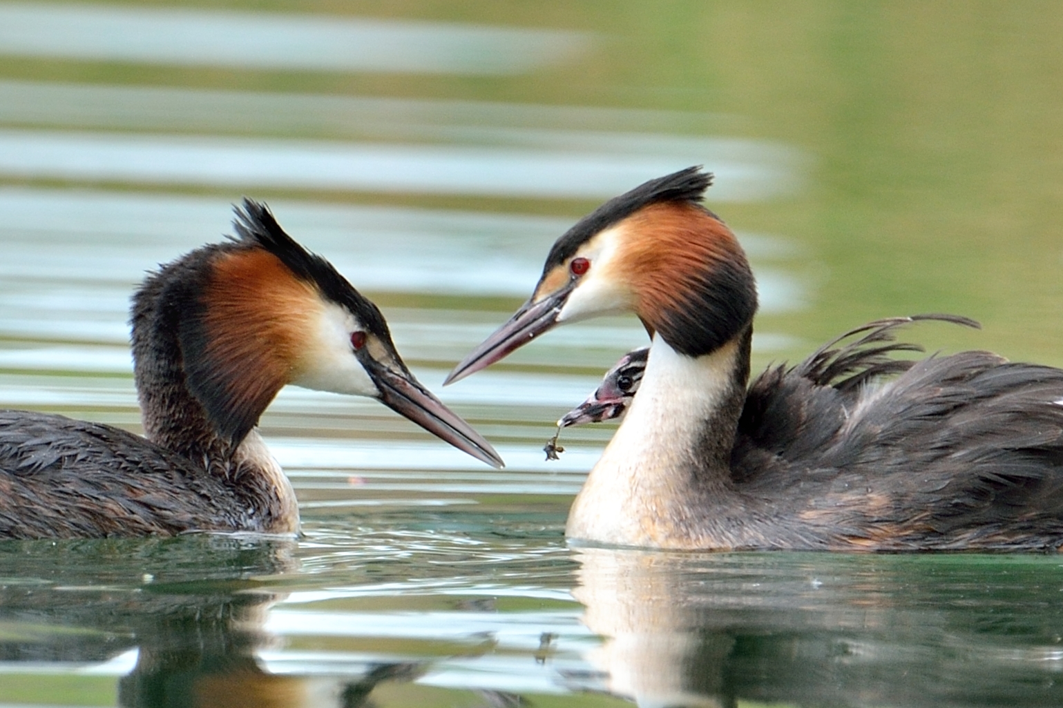 grebes