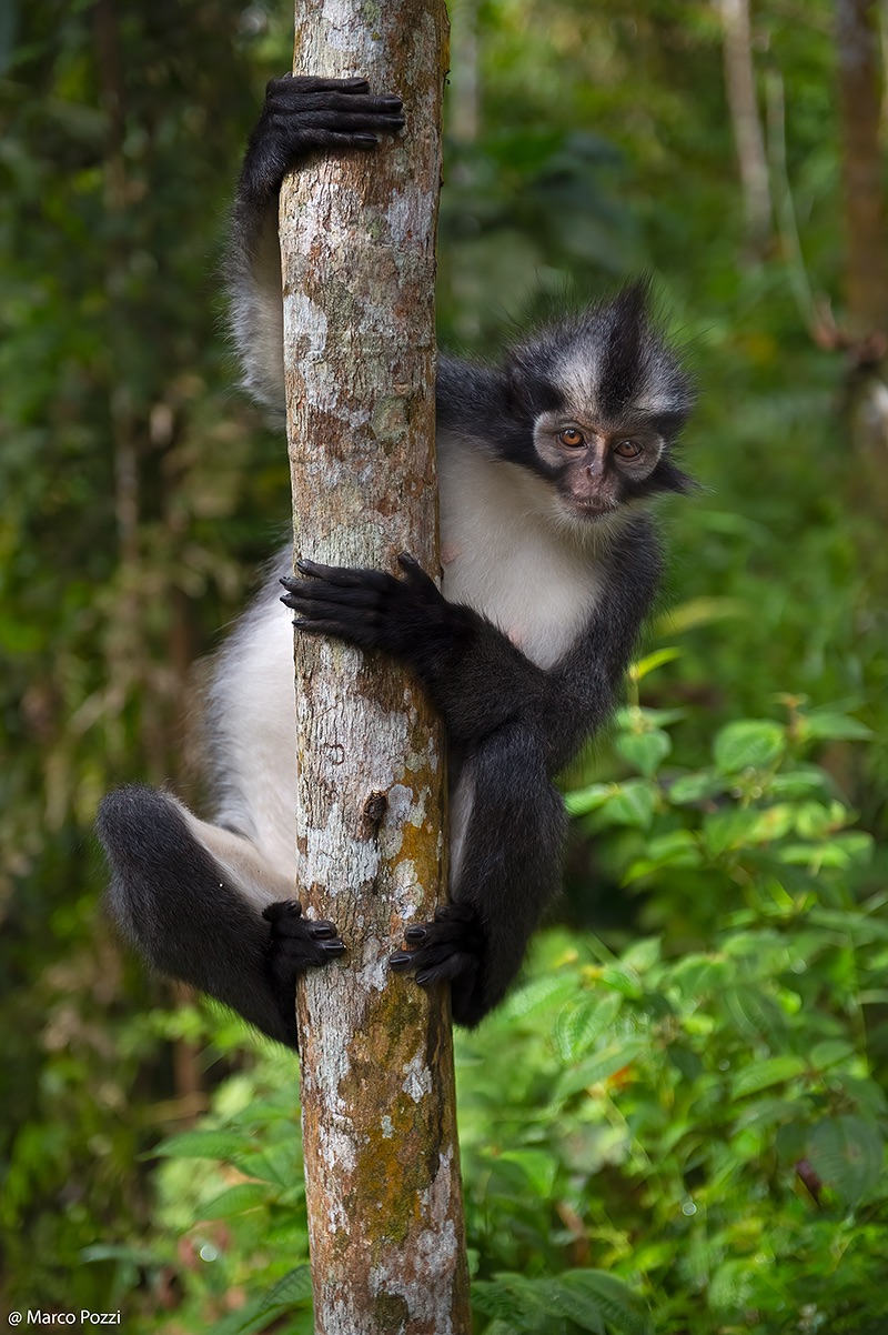 Thomas's Langur
