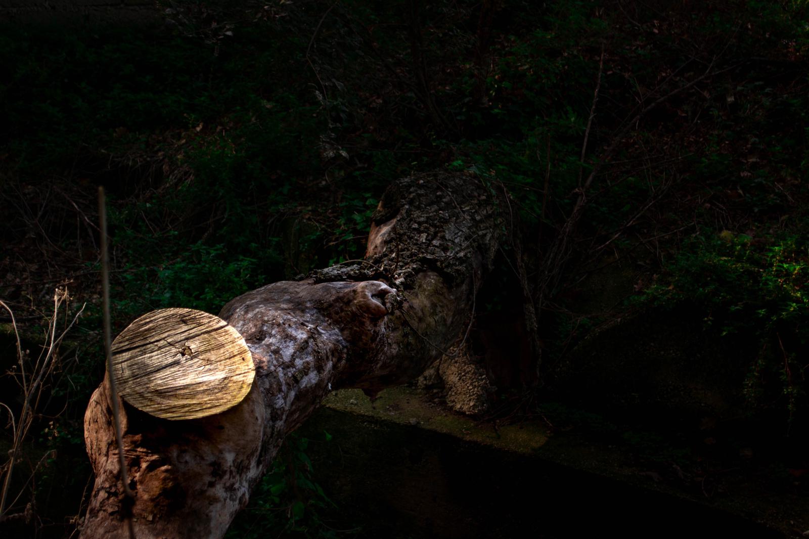 Trunk