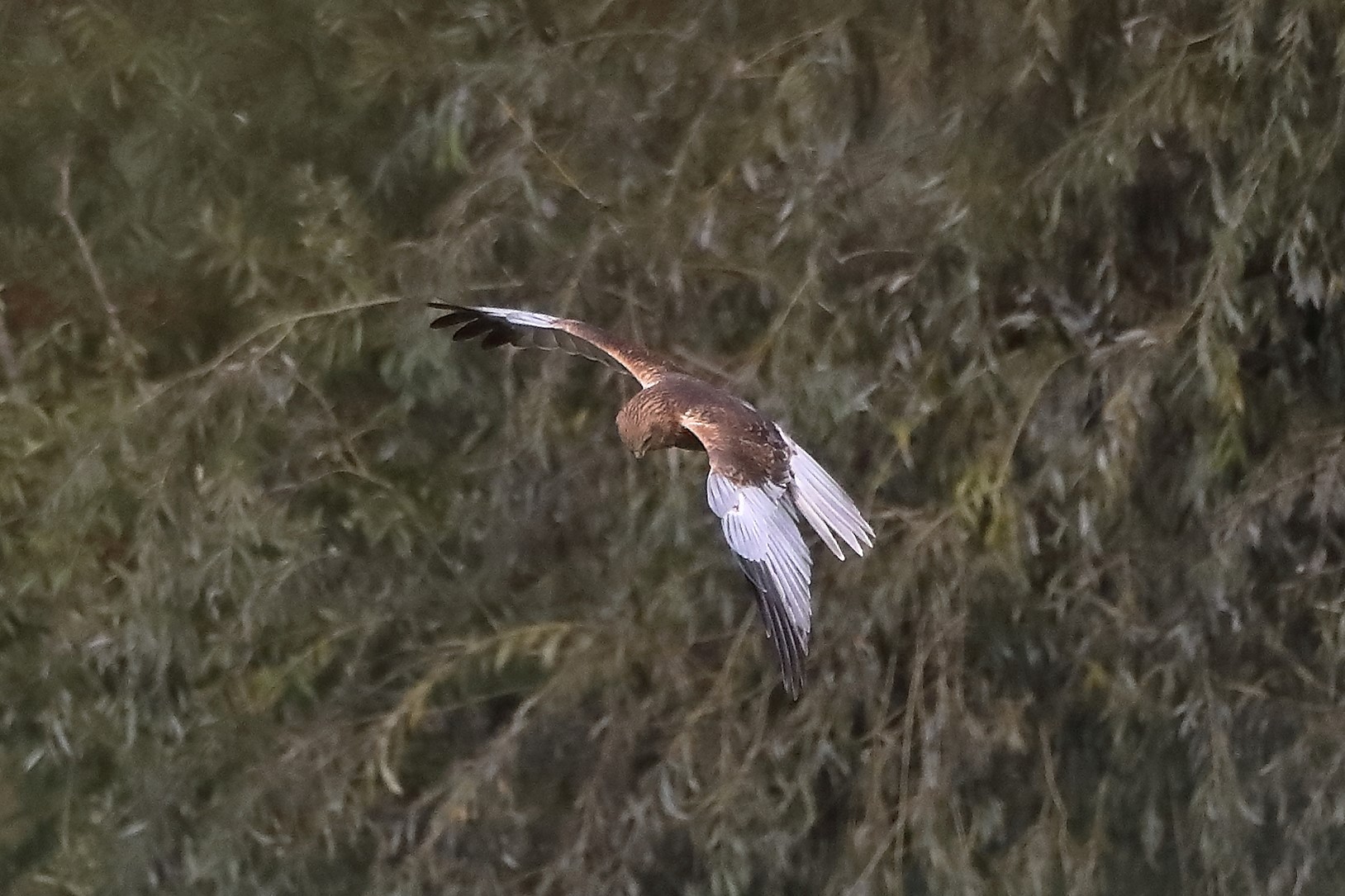 Falco di palude 12-10-2022