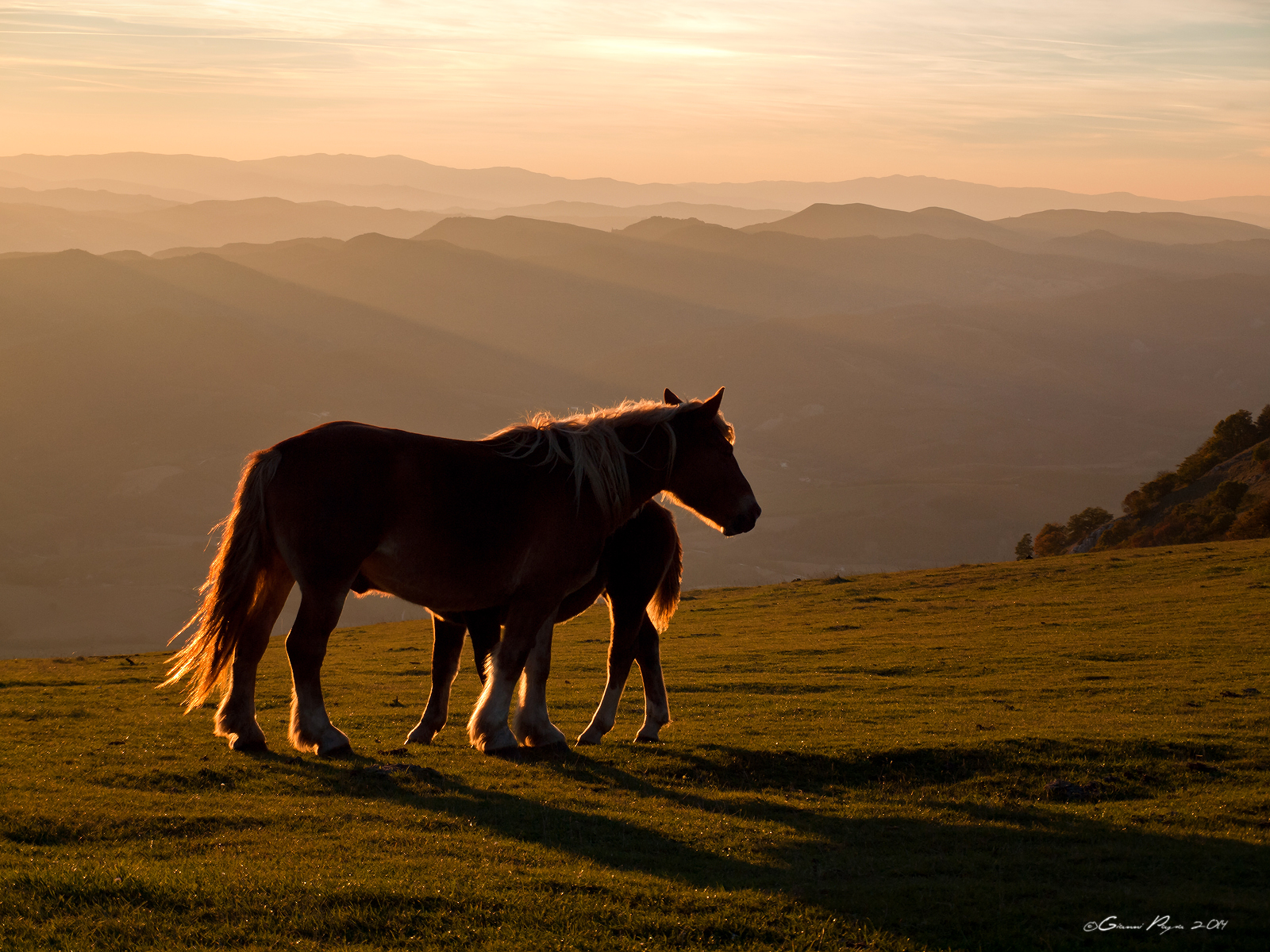Cavalli selvatici del monte Nerone.