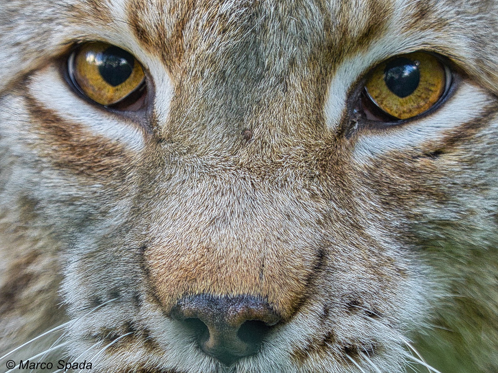 Lynx eyes