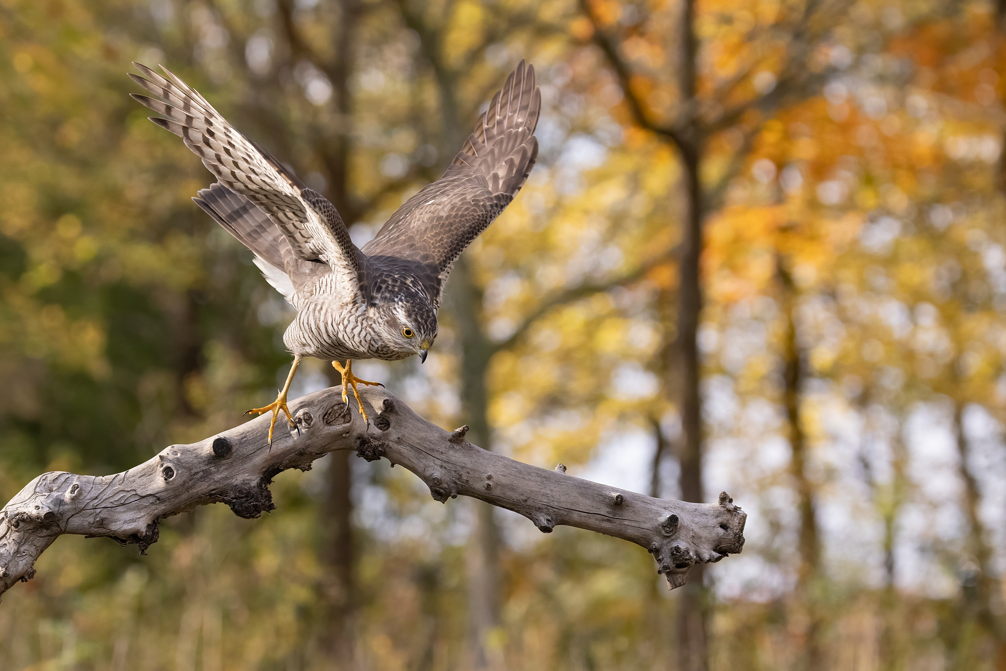 Female sparrowhawk