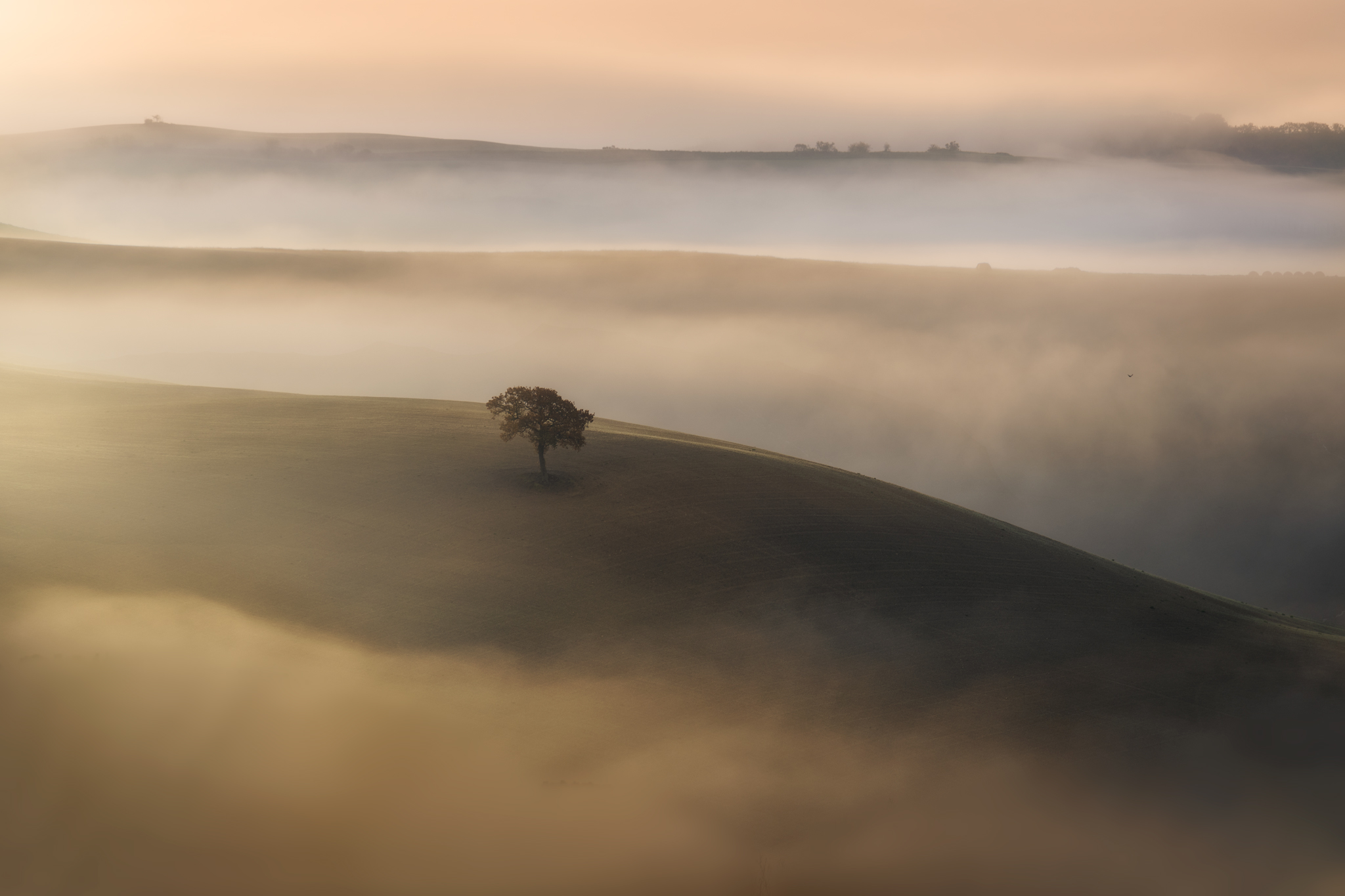 Albero solitario tra la nebbia
