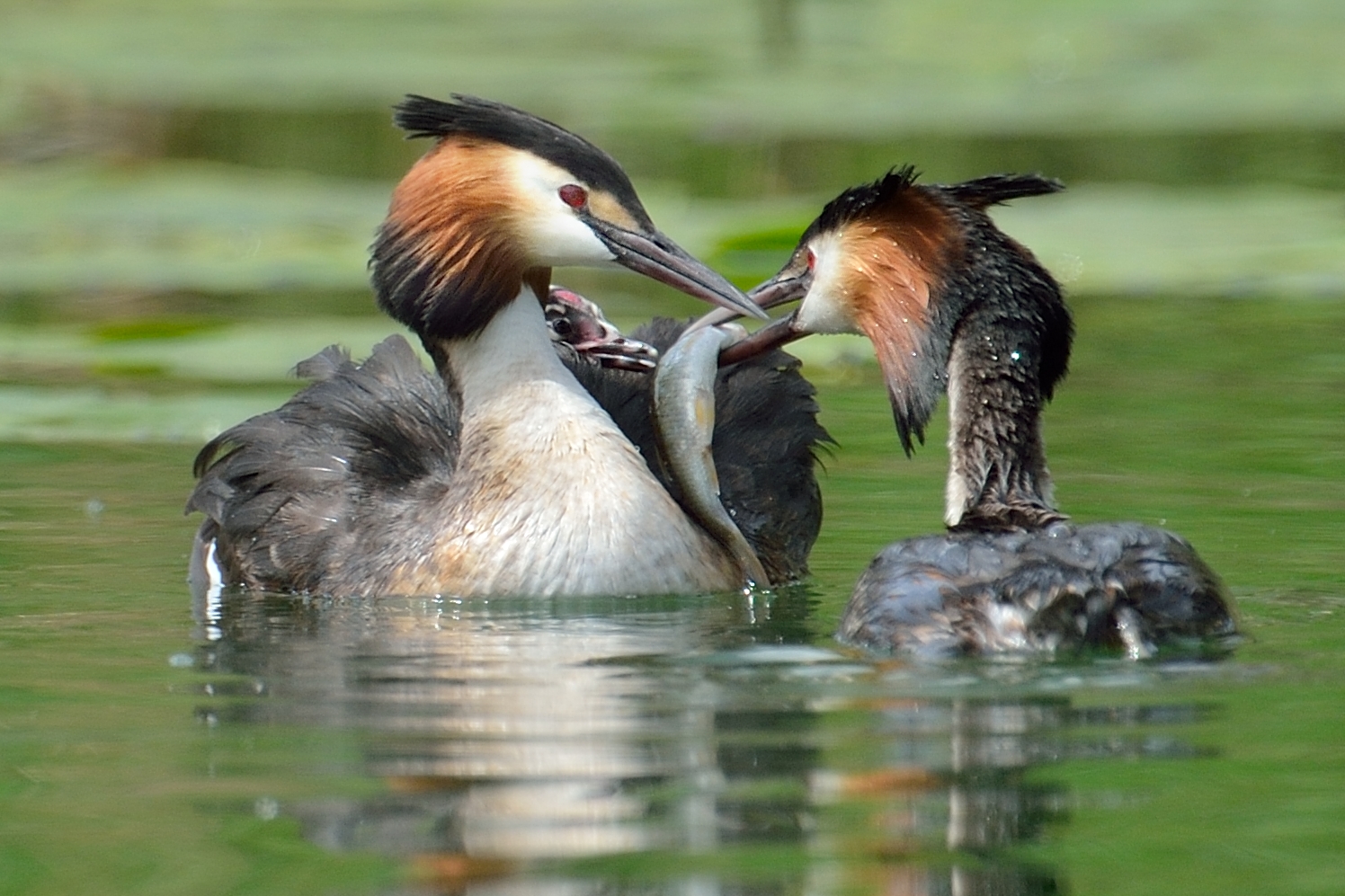 grebes