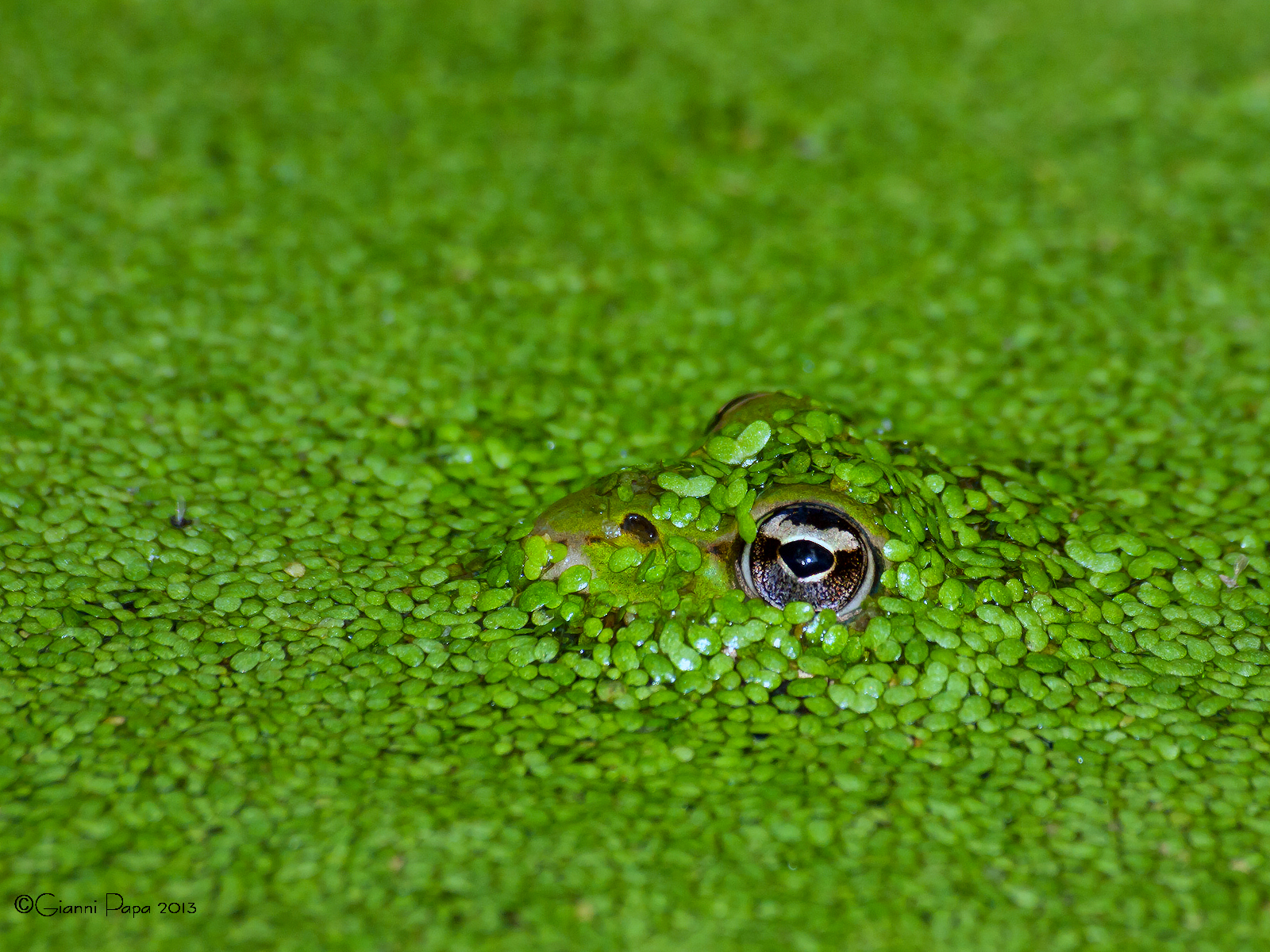 Mimetismo criptico (rana verde).