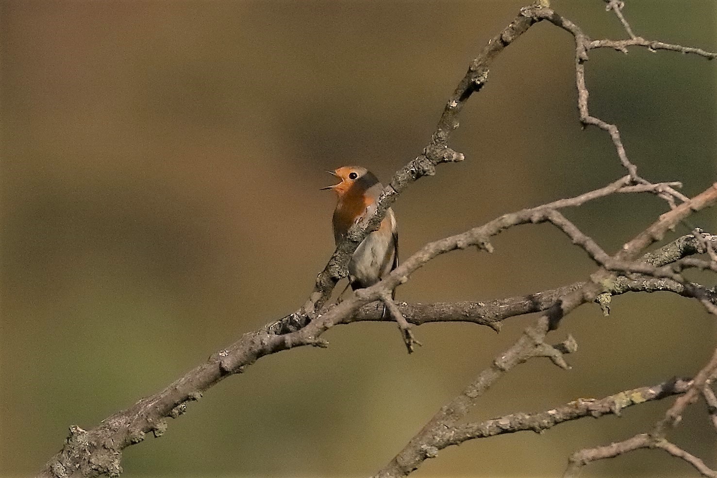 Pettirosso 28 ottobre 2022