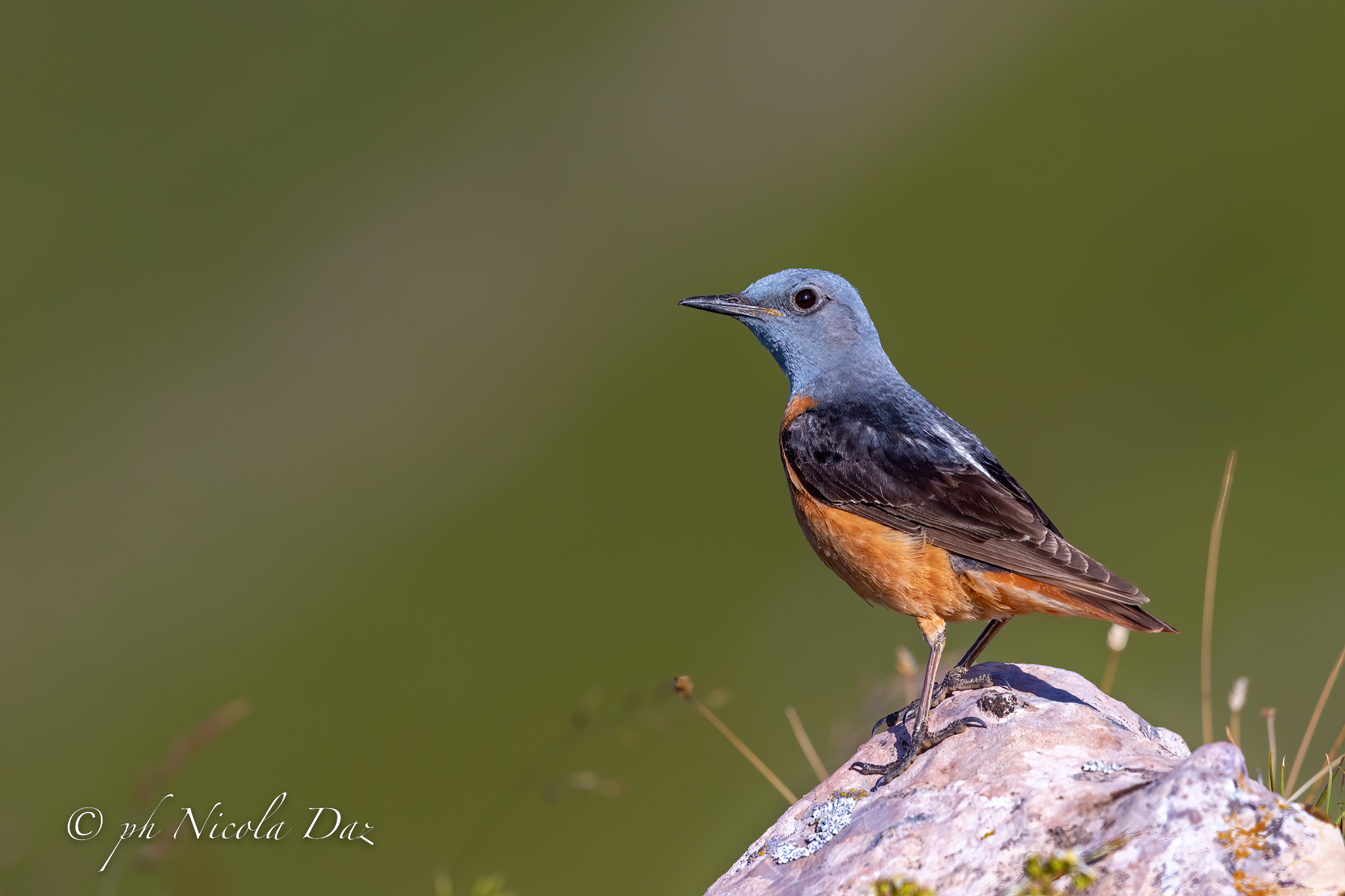 Rock thrush