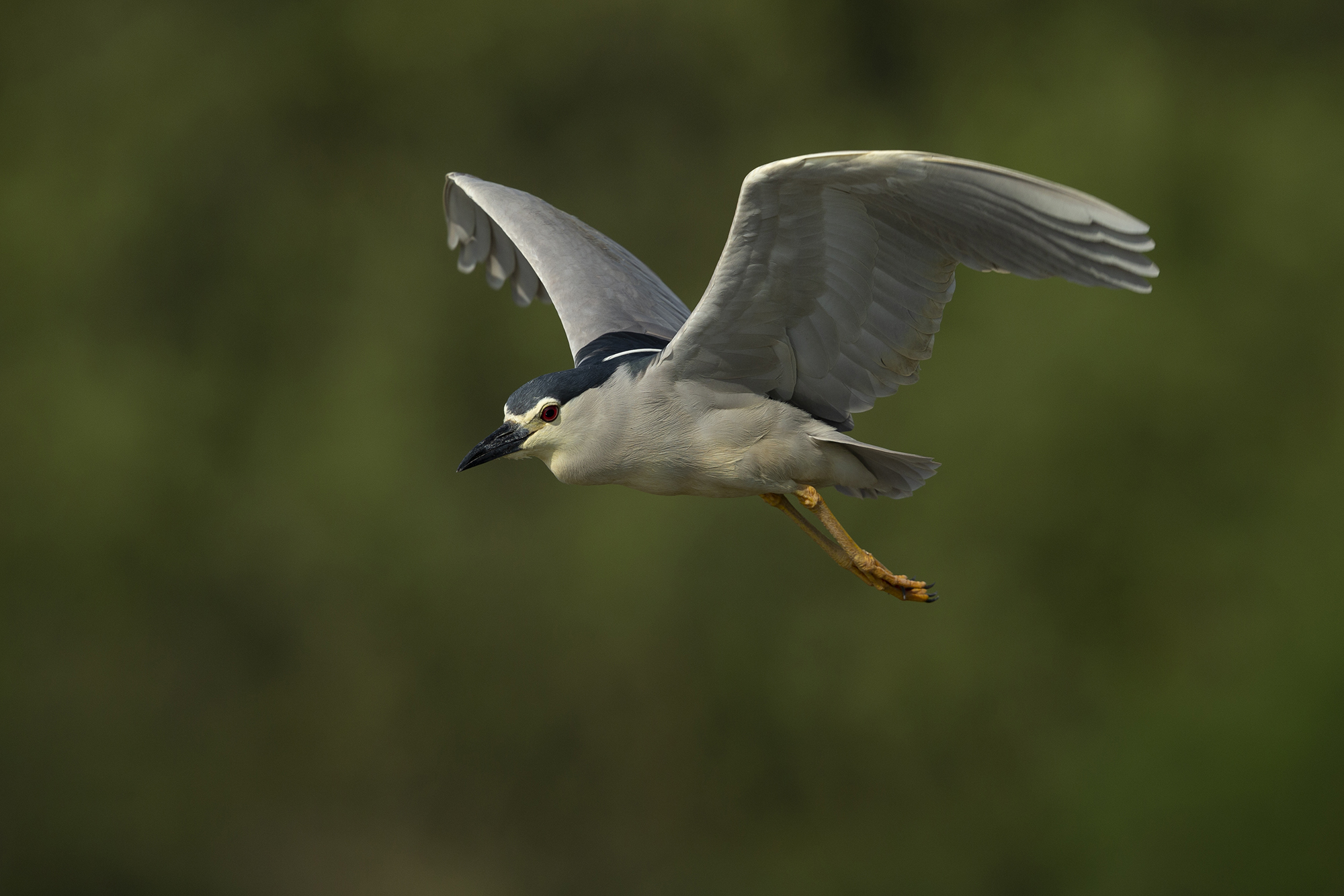 Adult night night in flight