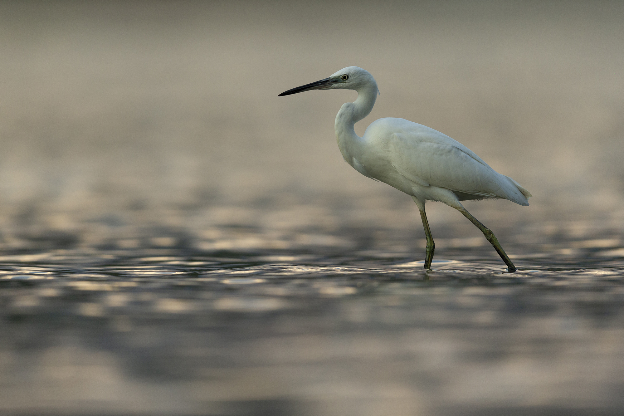 Egret on the hunt