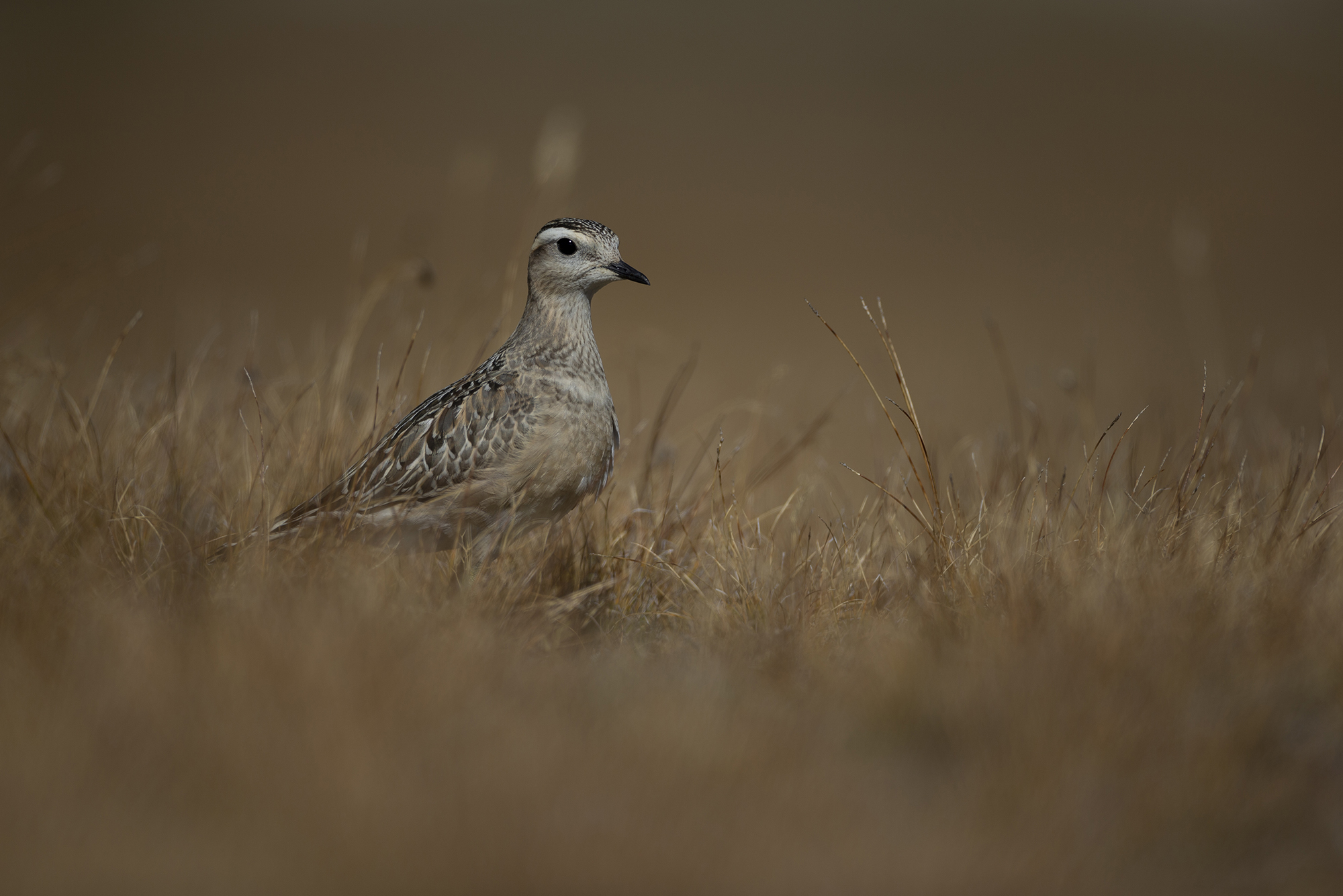 Golden tortolino plover
