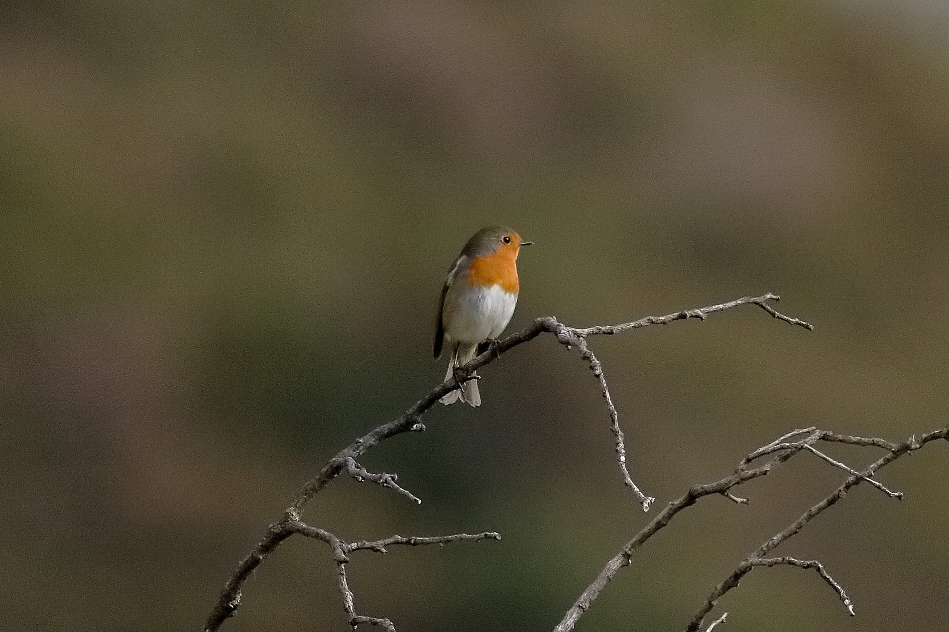 Pettirosso 11 novembre 2022