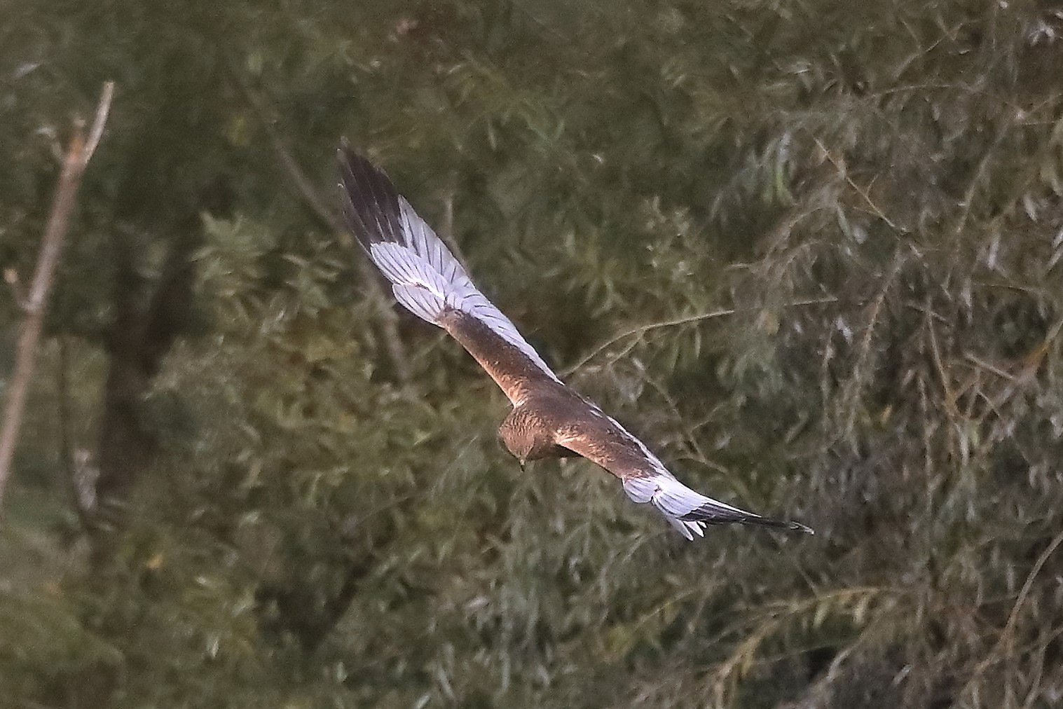 Falco di palude 12-10-2022