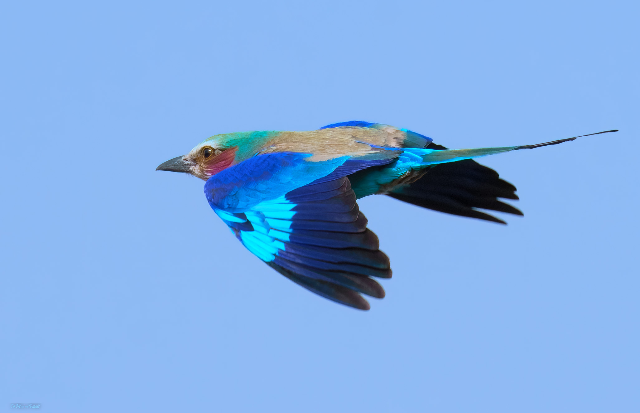 Peculilac jay (Zambia)