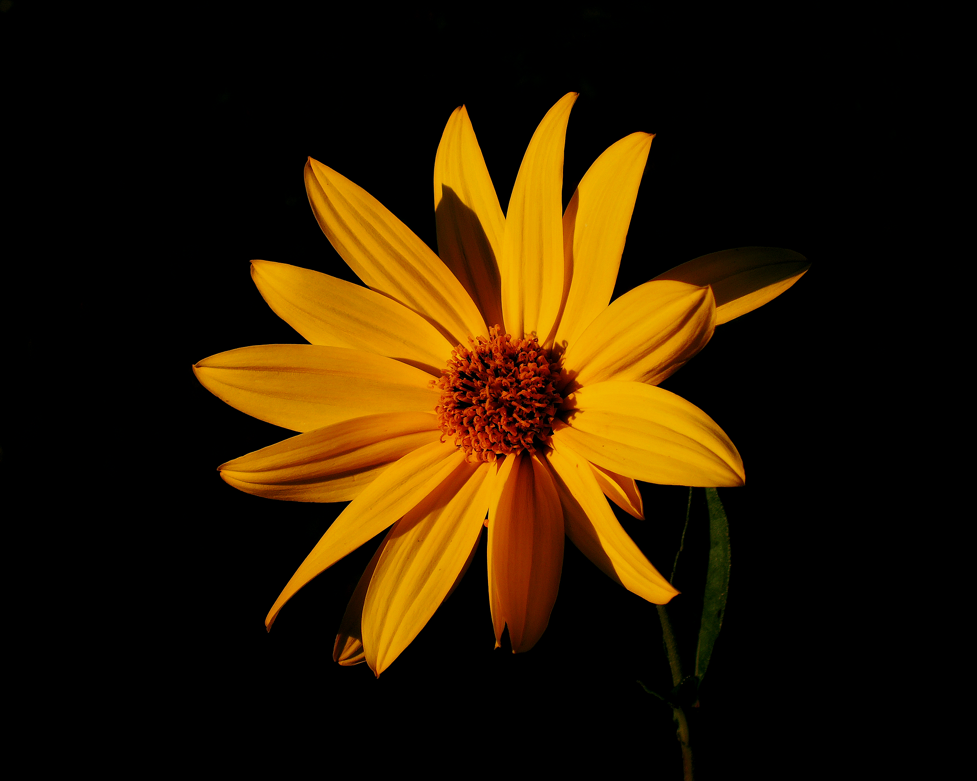 Girasole