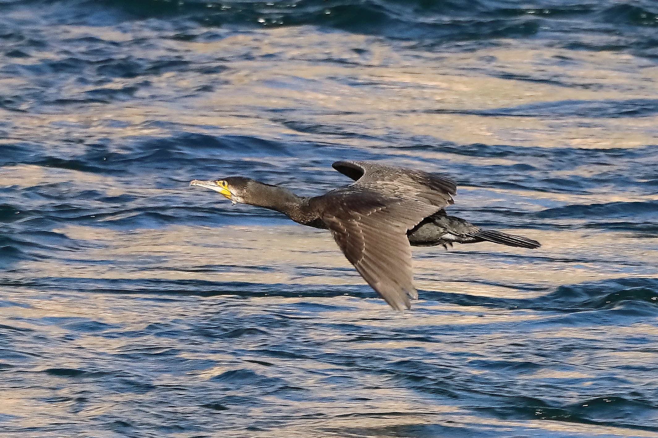 Cormorano 10-11-2022