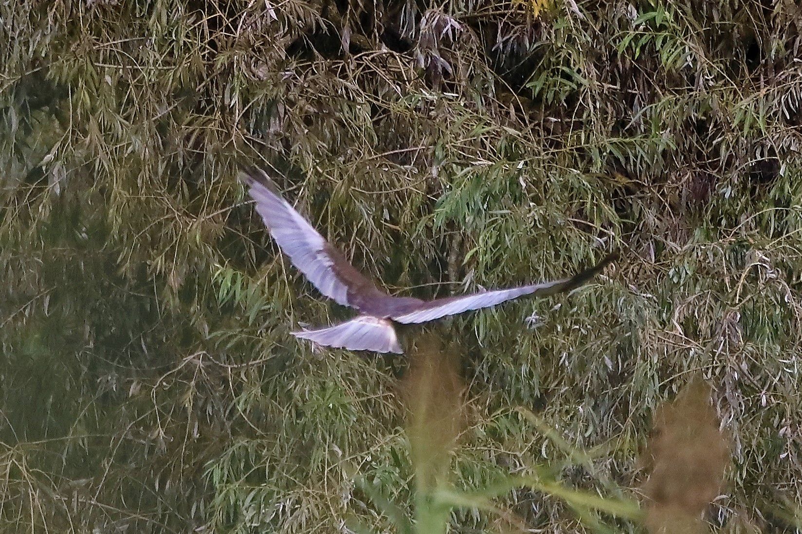 Falco di palude 12-10-2022