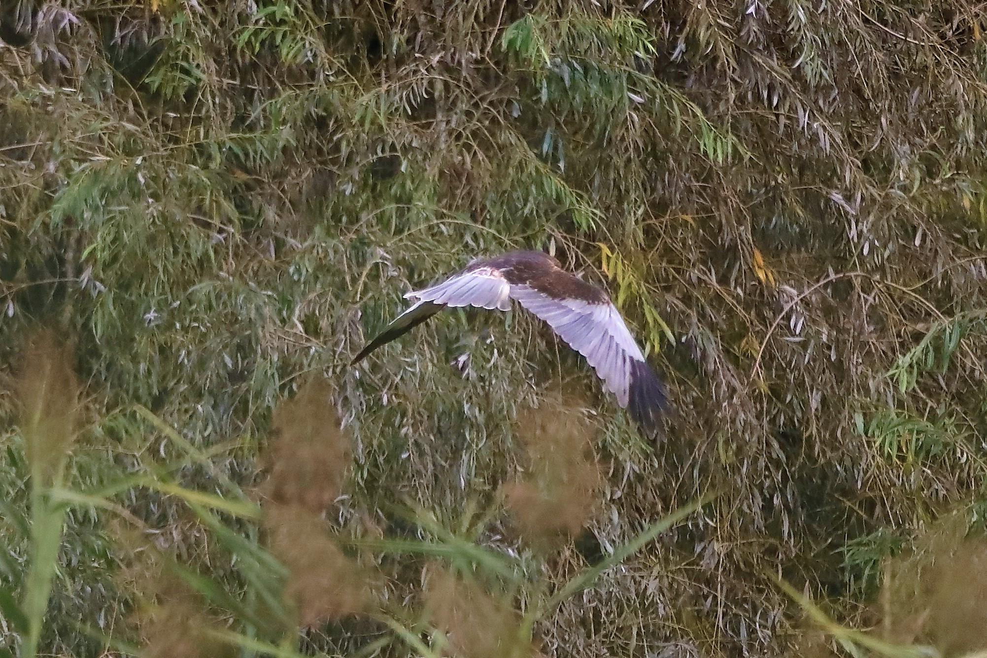 Falco di palude 12-10-2022