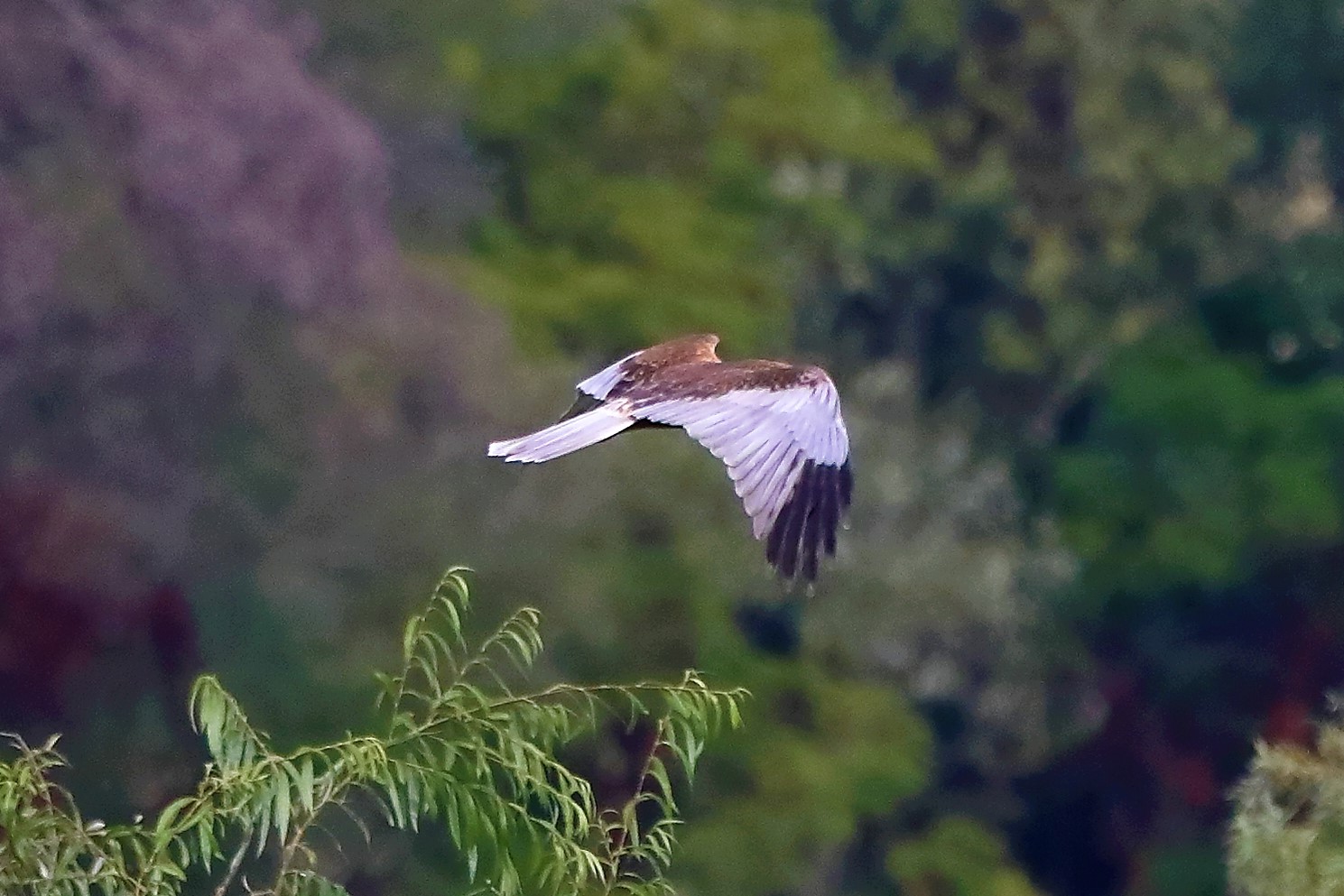 Falco di palude 12-10-2022