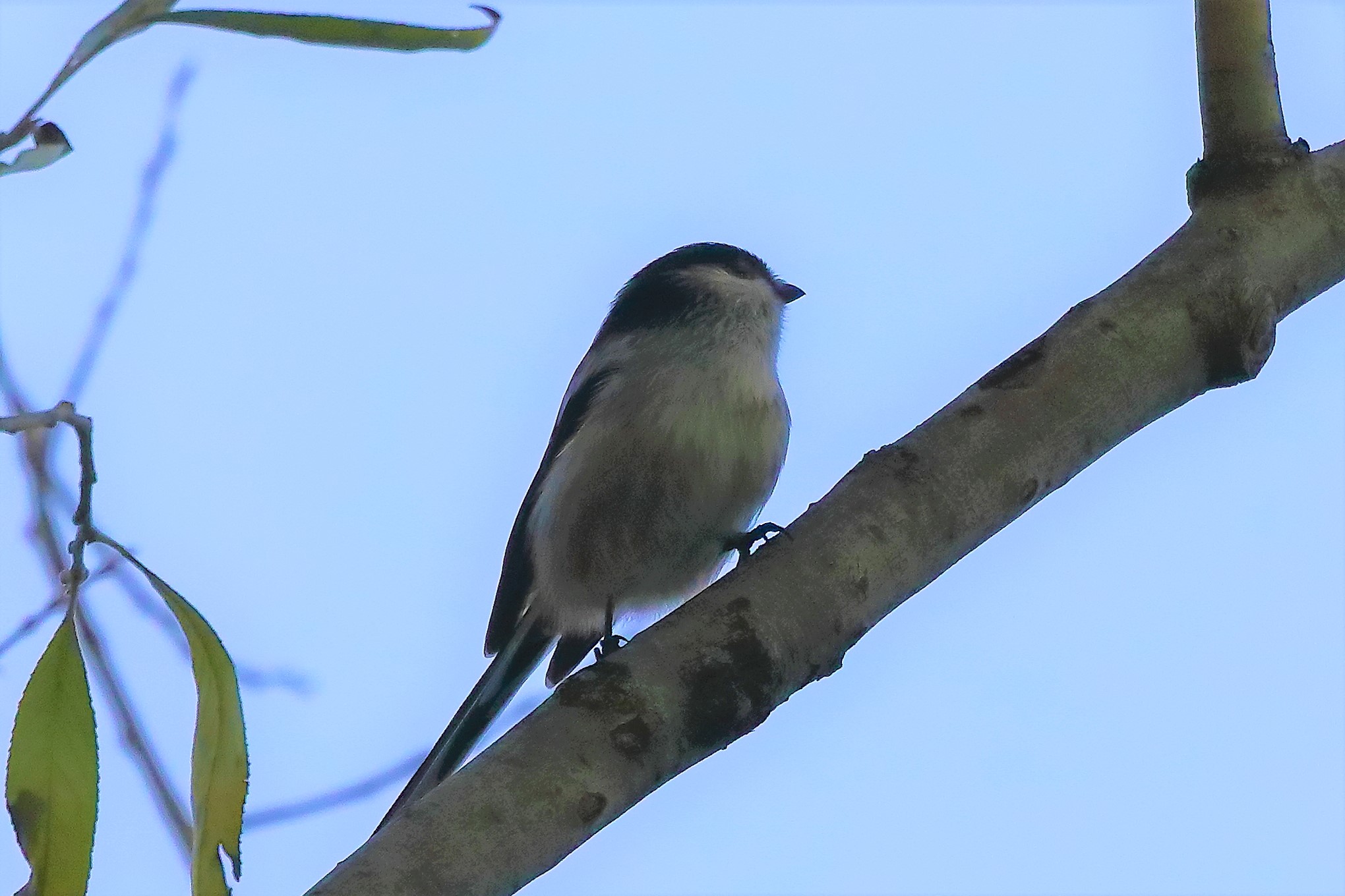 codibugnolo 11-11-2022