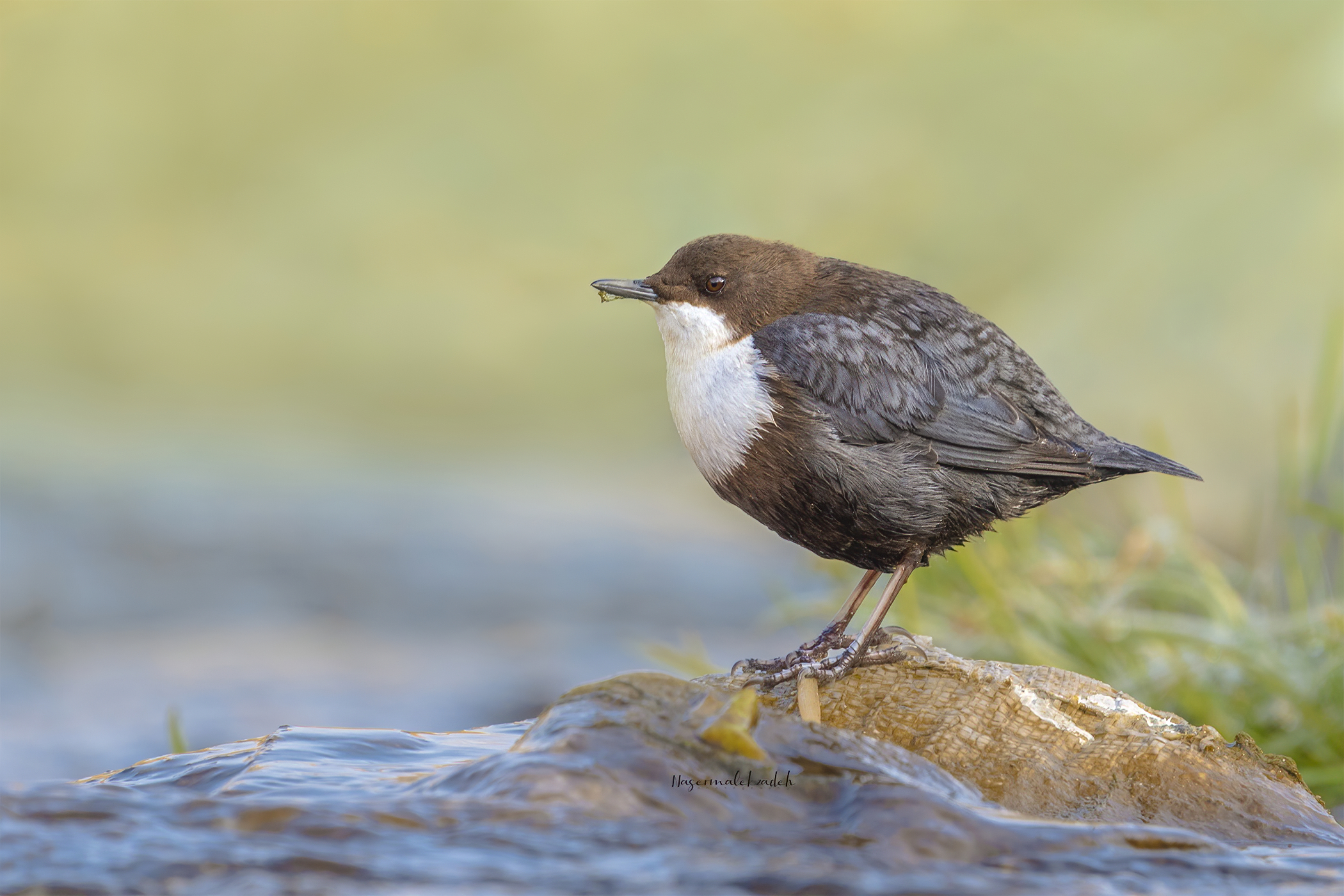 Dipper