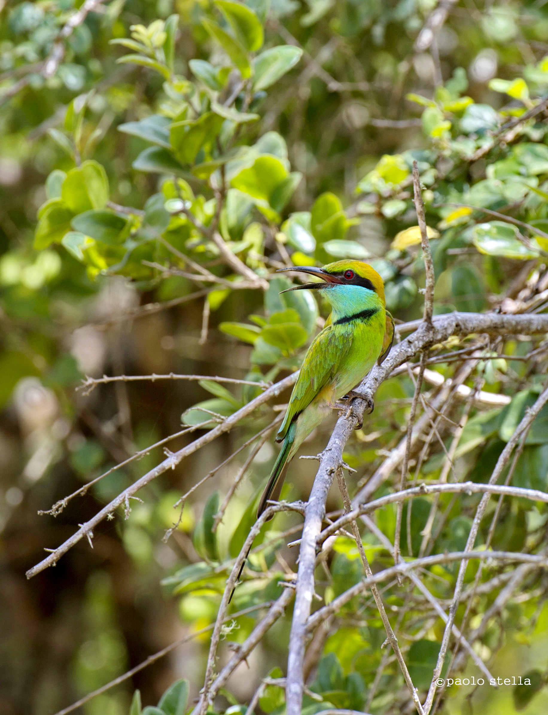 bee-eater