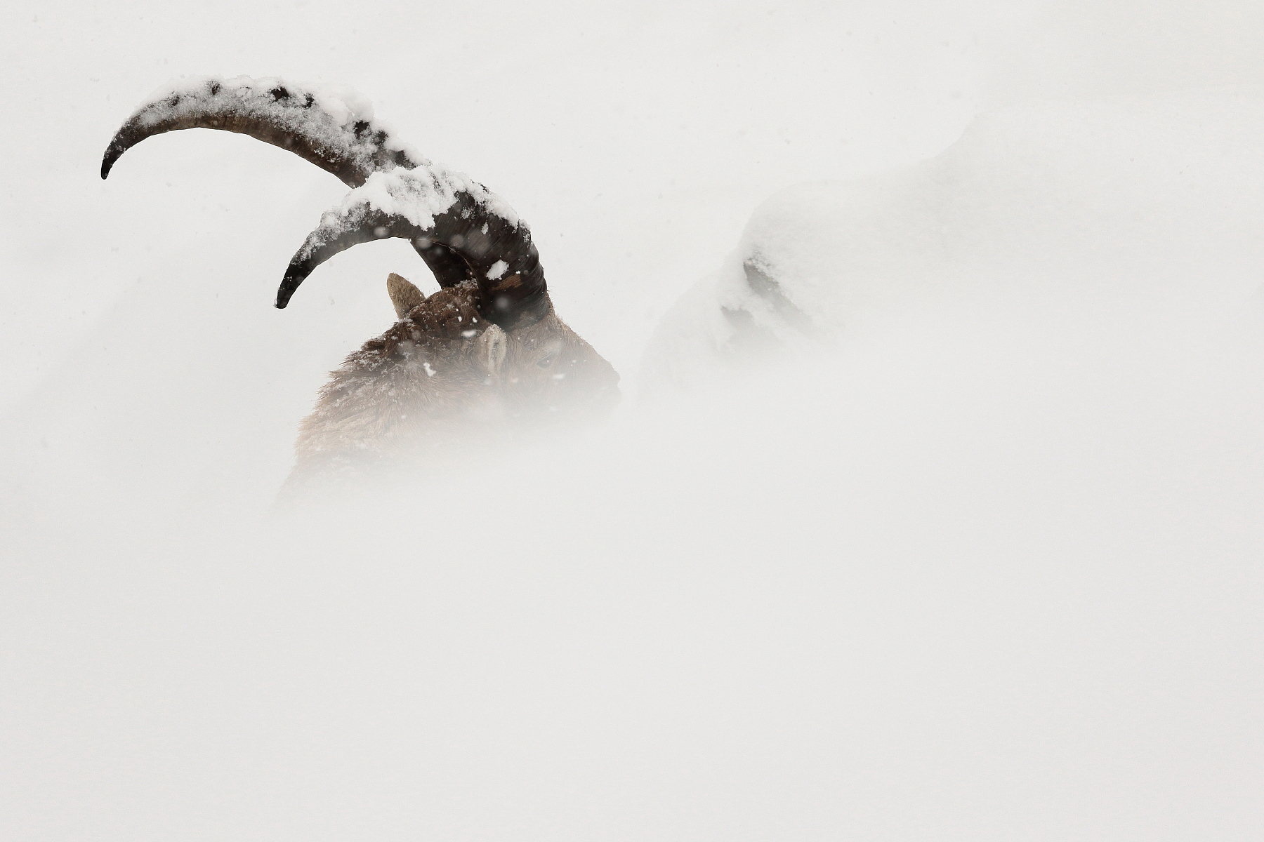 Snowstorm...