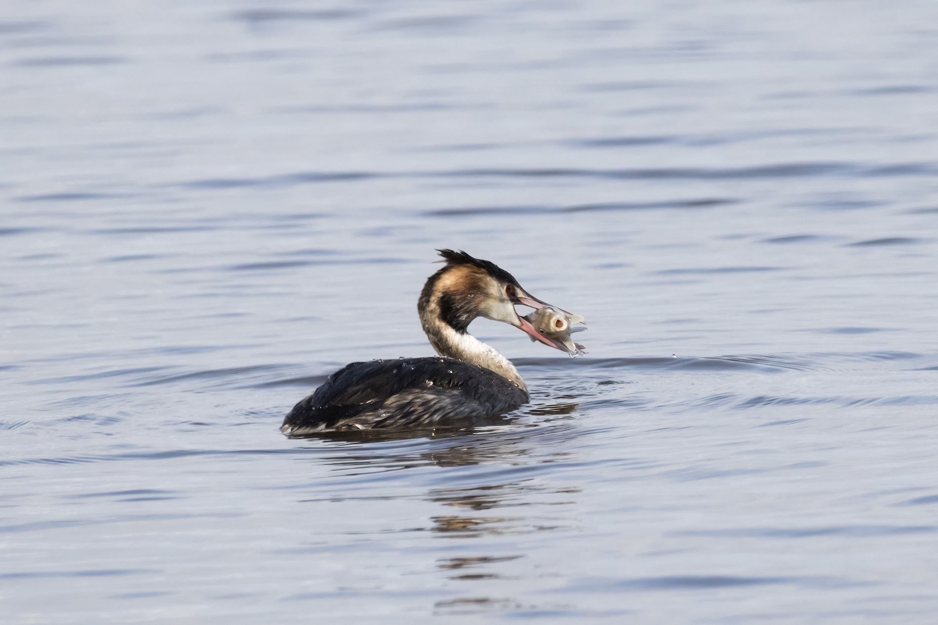 Grebe with prey