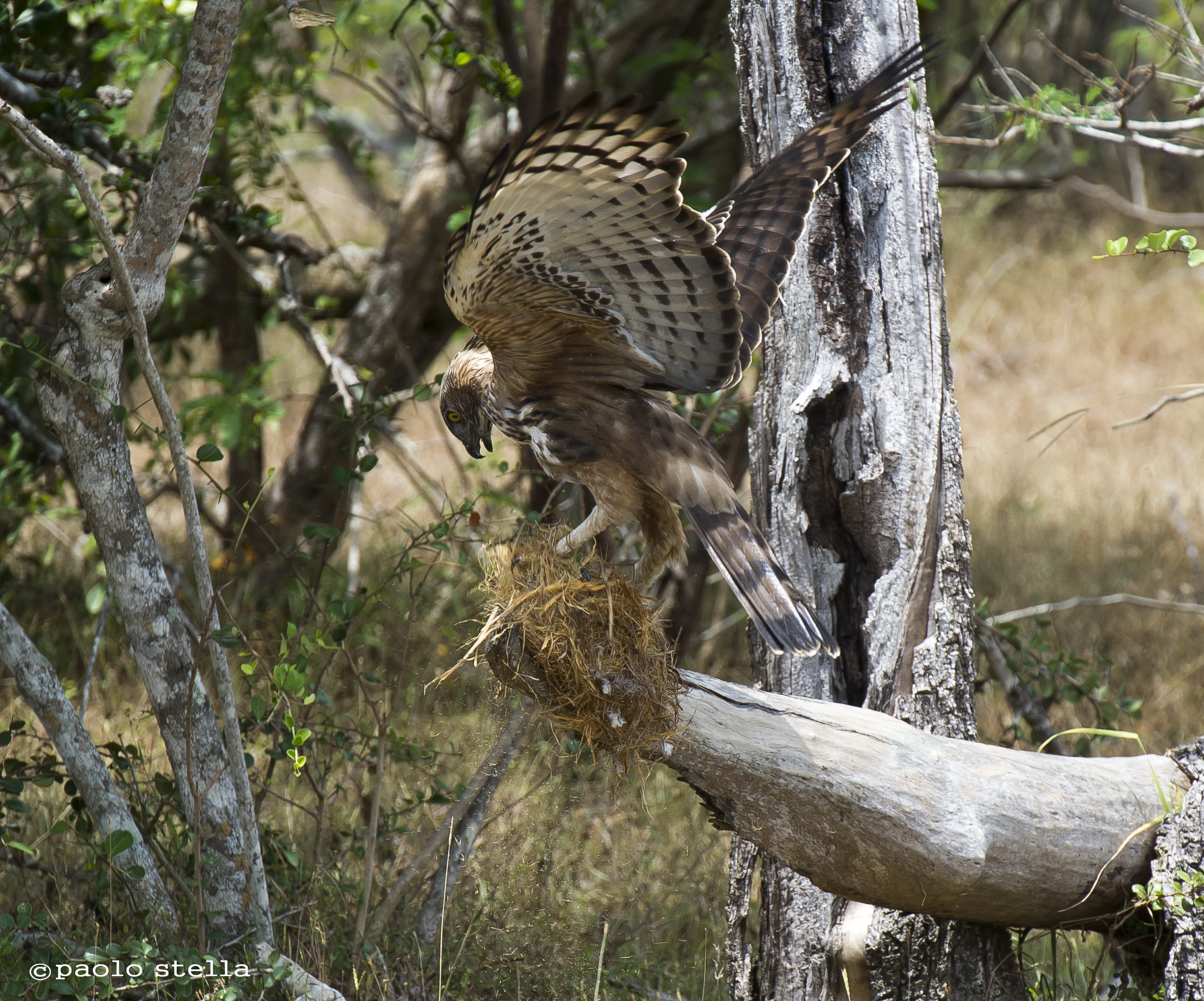 Crested Hawk-eagle on a squirrel nest