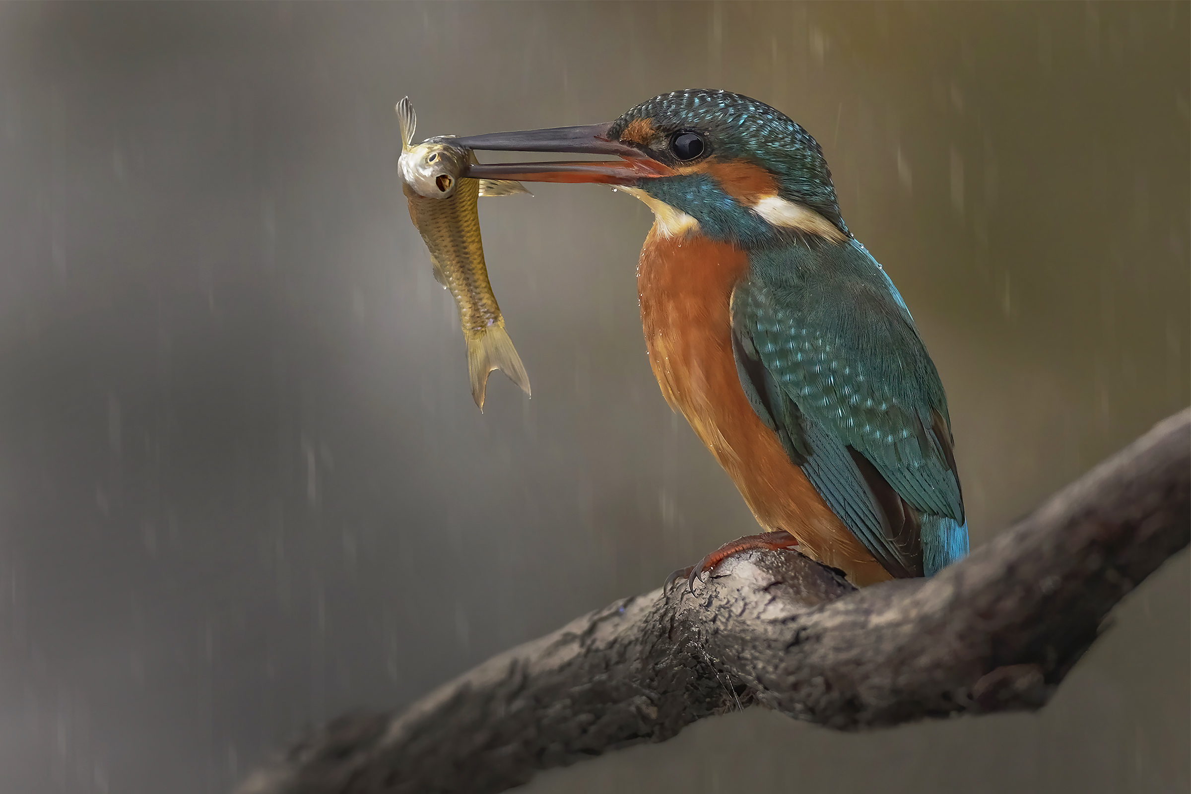 Una colazione sotto la pioggia...