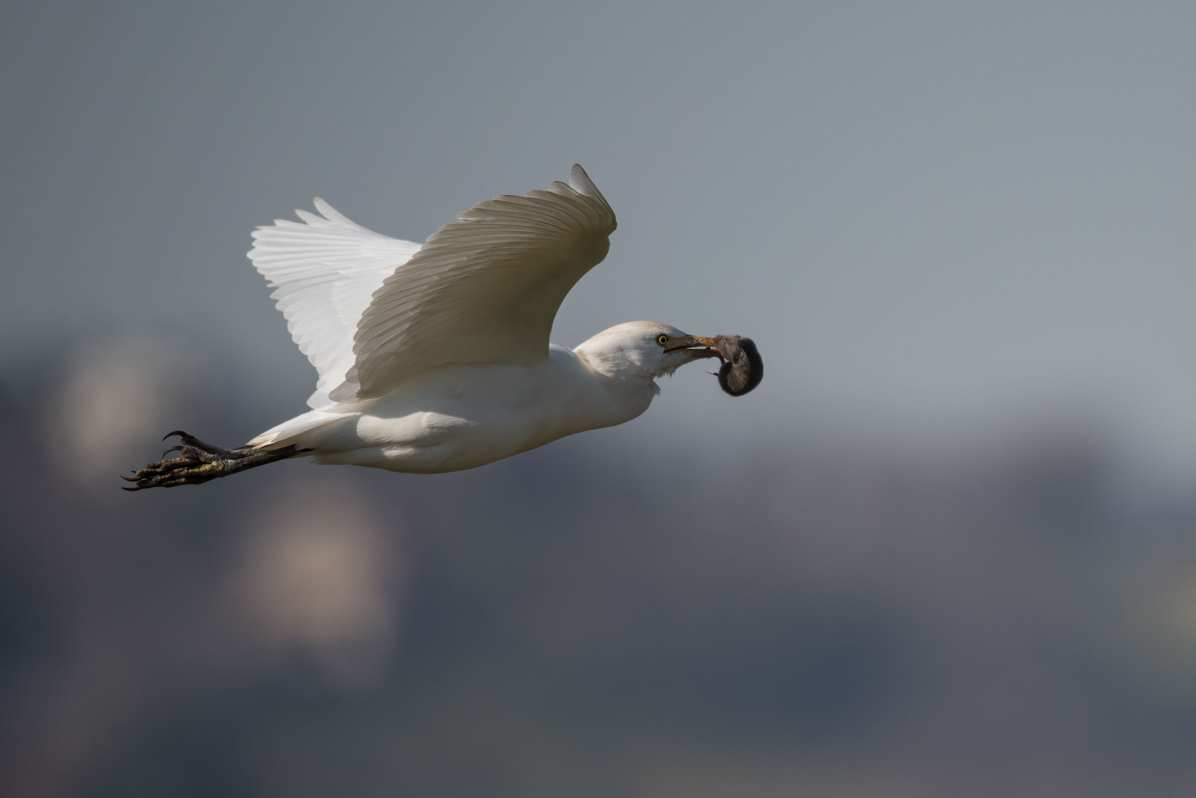 Cattle guard with prey