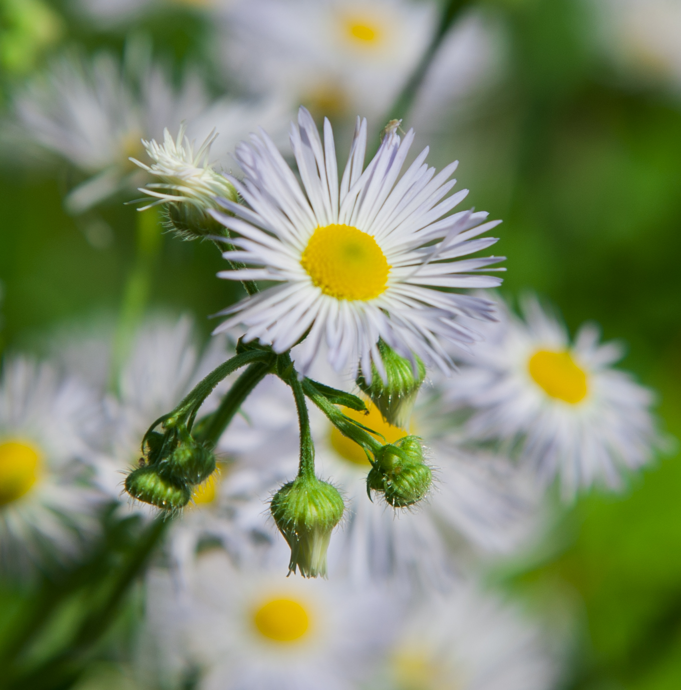 Erigeron philadelphicus (Wild Daisy)