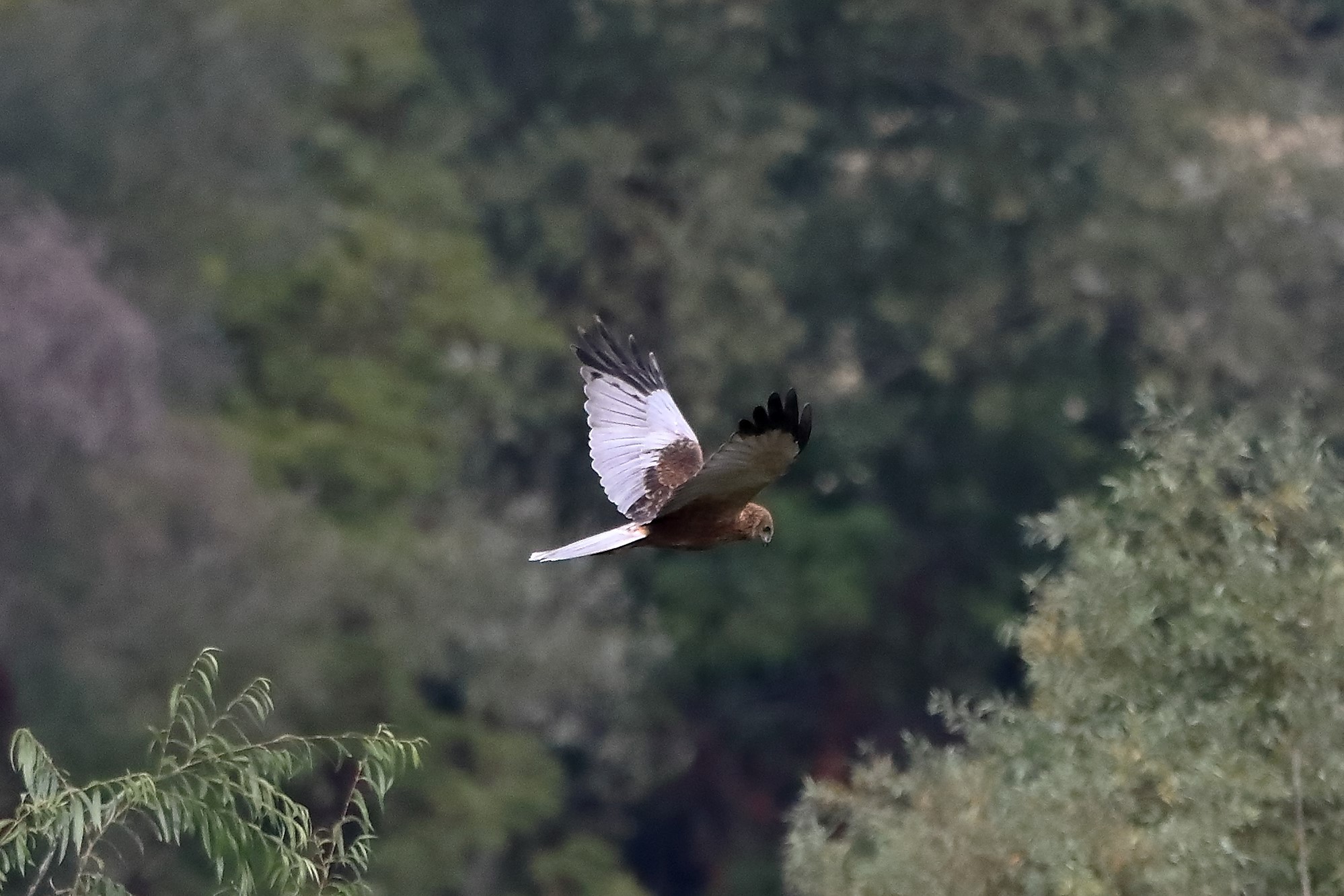 Falco di palude 12-10-2022