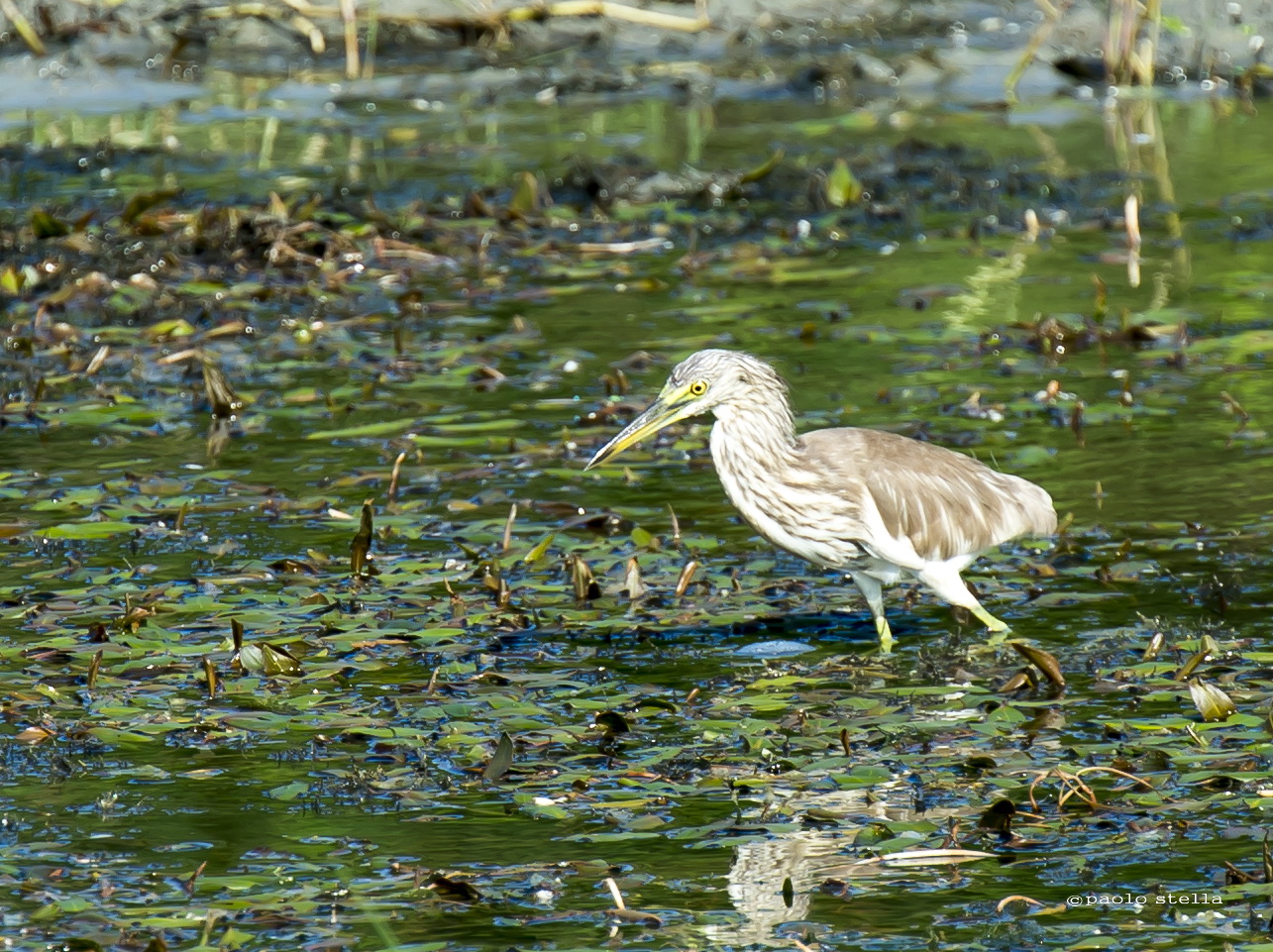 yellow bittern - ixobrycus sinensis