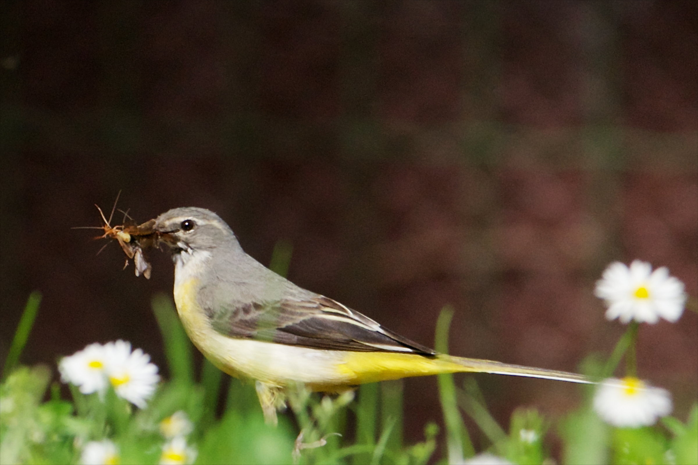 Yellow Wagtail