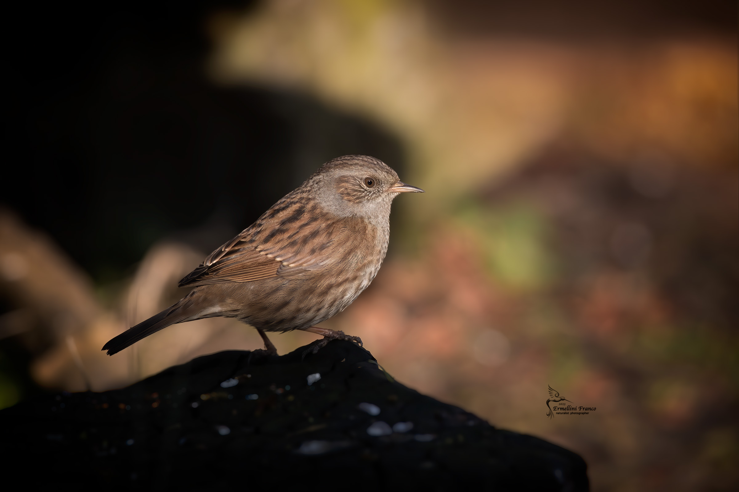 Dunnock