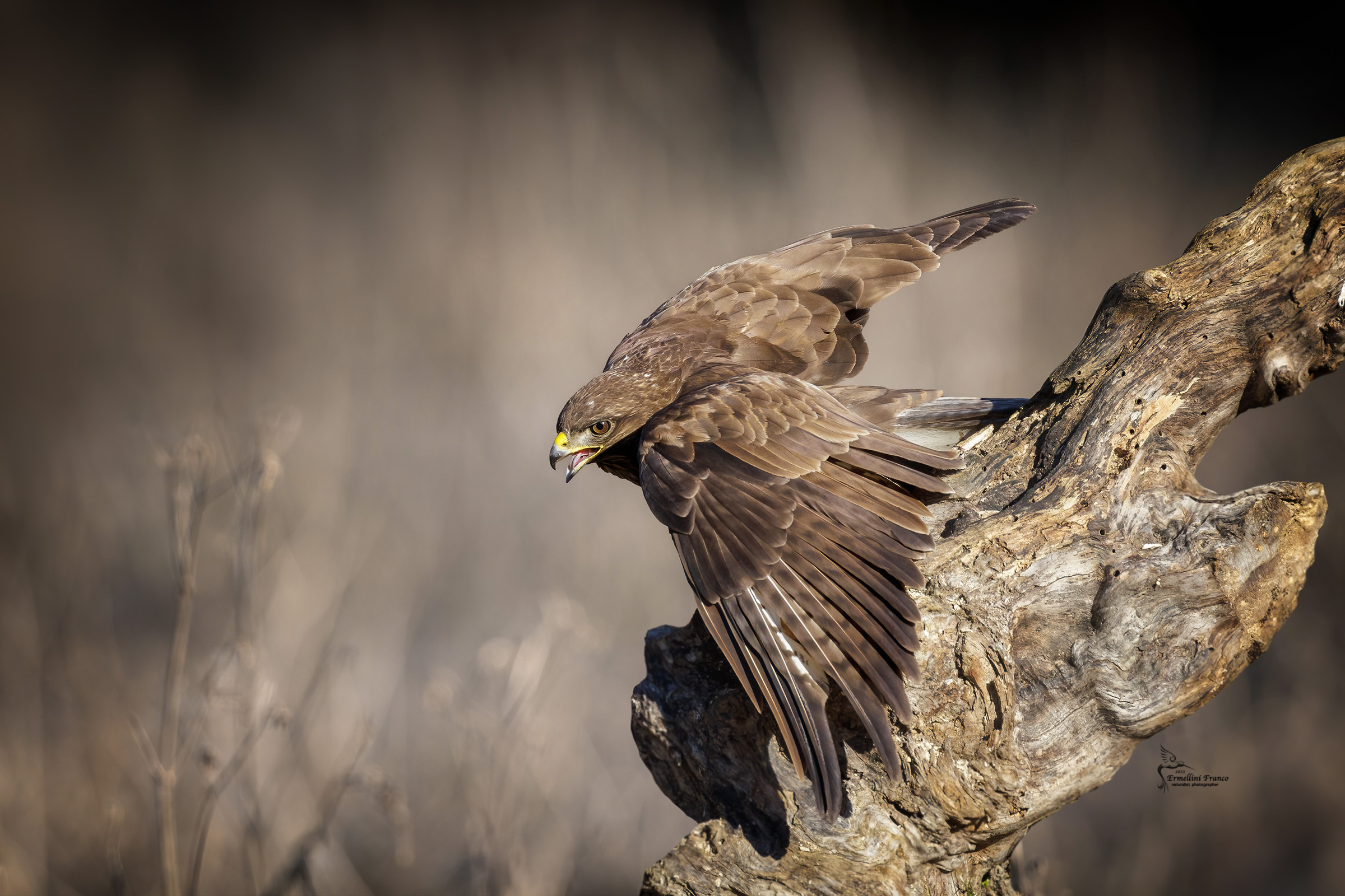 Buzzard